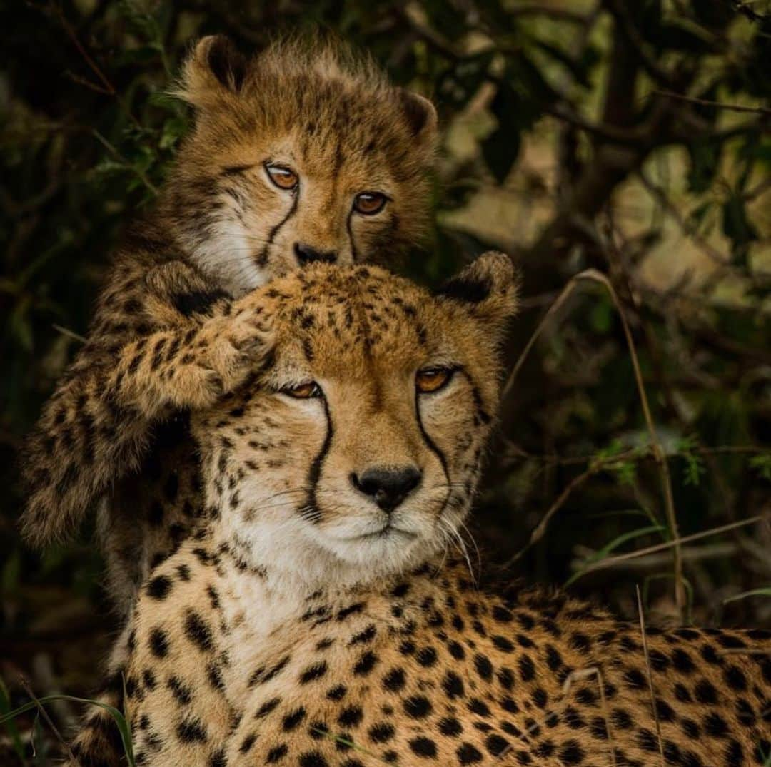 Canon Photographyさんのインスタグラム写真 - (Canon PhotographyInstagram)「@mattiasklumofficial // An unforgettable encounter with this female cheetah and her lovely cub. Stunningly beautiful, lighting fast and so vulnerable at the same time. The world’s fastest land mammal is racing towards extinction, with the latest cheetah census suggesting that big cats, which are already few in number, may decline by an additional 53% over the next 15 years. Please support cheetah conservation. Animal agriculture is the leading cause of species extinction.」5月31日 0時36分 - cpcollectives