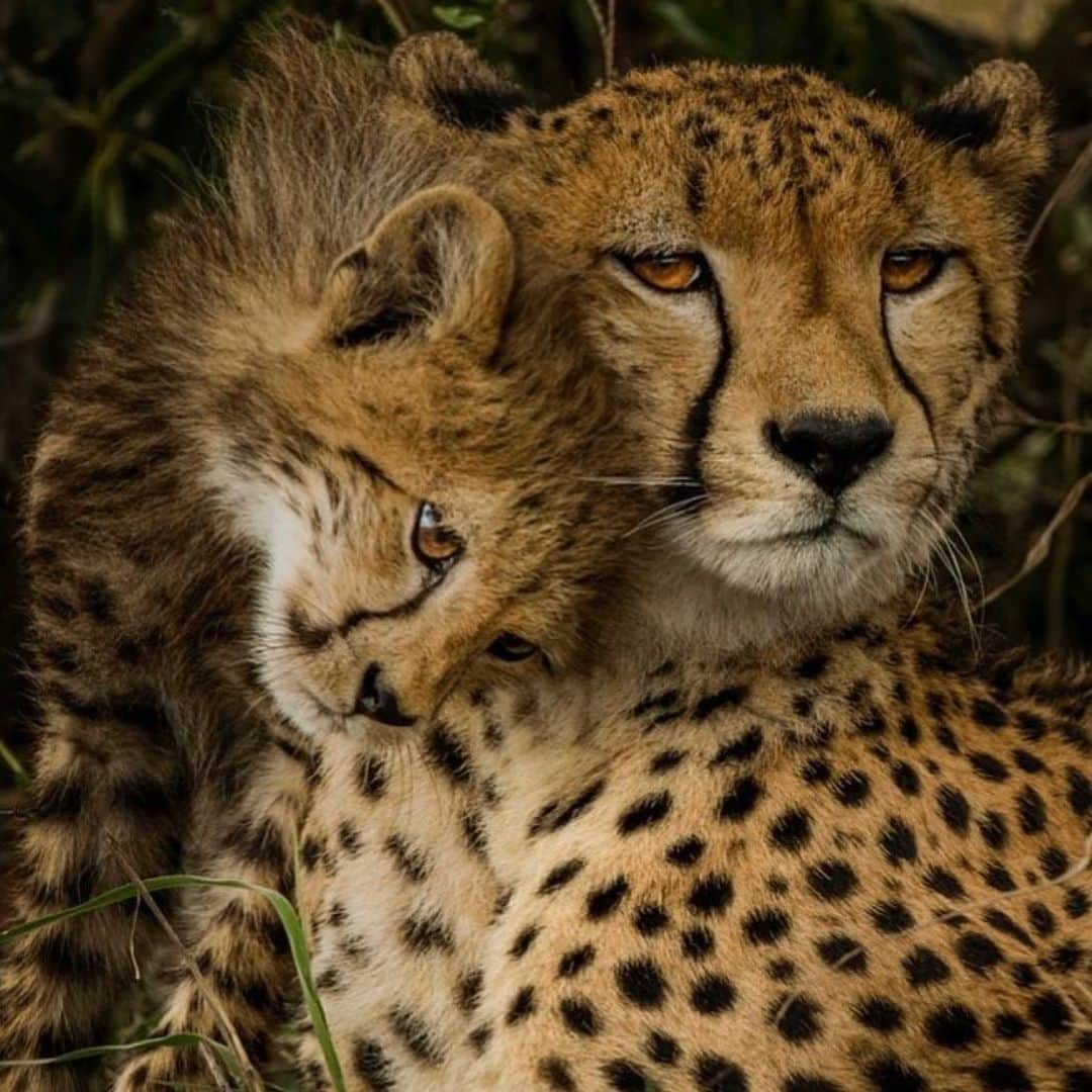 Canon Photographyさんのインスタグラム写真 - (Canon PhotographyInstagram)「@mattiasklumofficial // An unforgettable encounter with this female cheetah and her lovely cub. Stunningly beautiful, lighting fast and so vulnerable at the same time. The world’s fastest land mammal is racing towards extinction, with the latest cheetah census suggesting that big cats, which are already few in number, may decline by an additional 53% over the next 15 years. Please support cheetah conservation. Animal agriculture is the leading cause of species extinction.」5月31日 0時36分 - cpcollectives