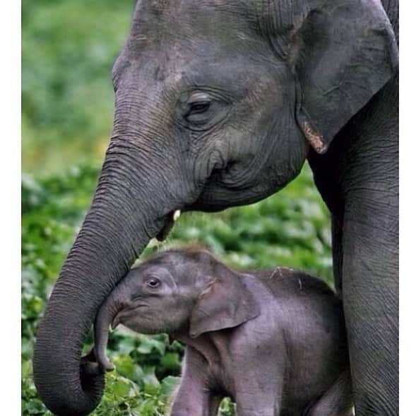 ブリアナ・エヴィガンさんのインスタグラム写真 - (ブリアナ・エヴィガンInstagram)「Be loving today our world needs you. LOVE IS LOVE... 🐘💨❤️」5月31日 1時02分 - brianaevigan