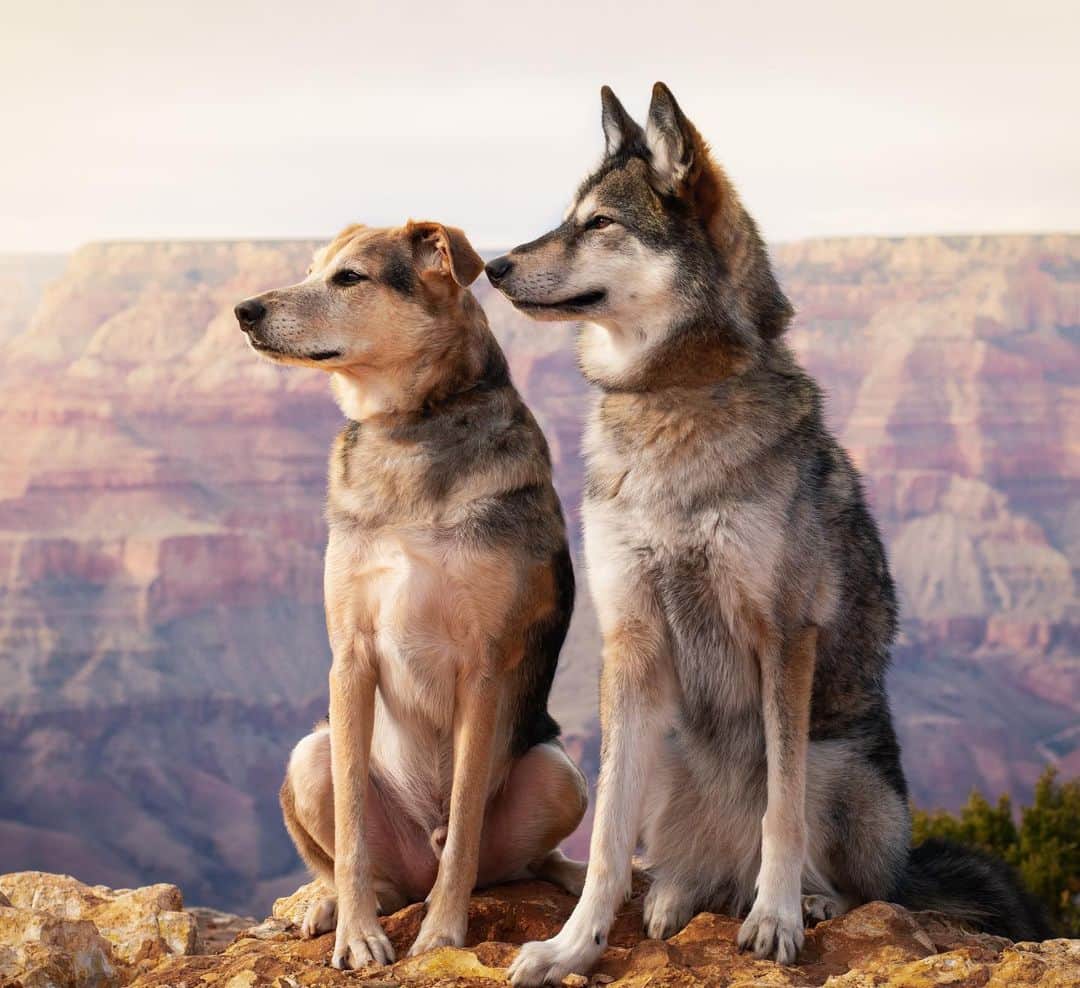 DogsOf Instagramのインスタグラム：「“Everything the light touches is our kingdom” writes @finnickandinara  #dogsofinstagram」
