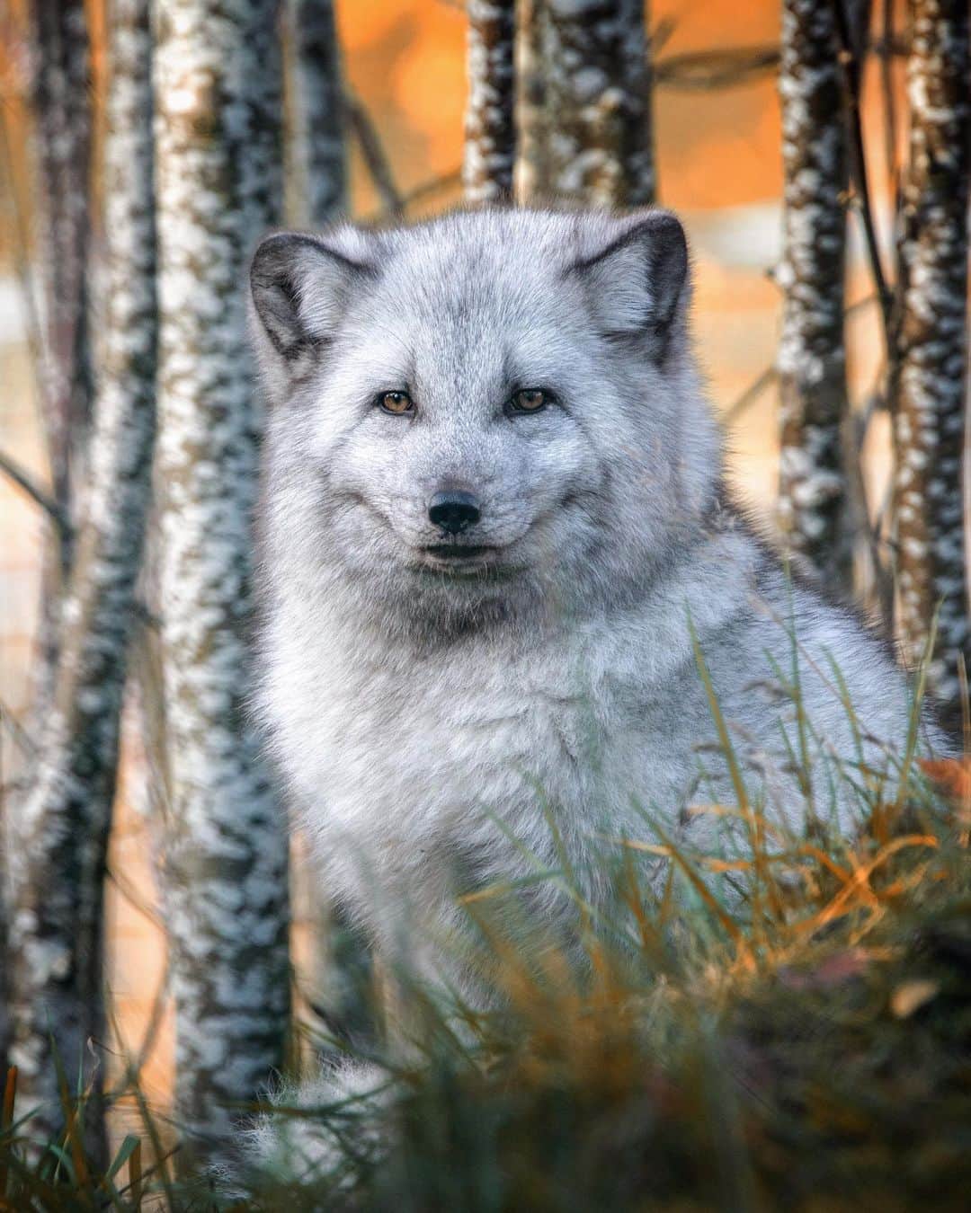 Discoveryさんのインスタグラム写真 - (DiscoveryInstagram)「"A six-month-old arctic fox in her first winter coat." 📸 + caption by Siân Addison (@sianaddison) . . . . #photography #photooftheday #explore #naturephotography #nature #potd #fox #wildlifeIG #babyanimals #babyfox #arcticfox」5月31日 1時22分 - discovery