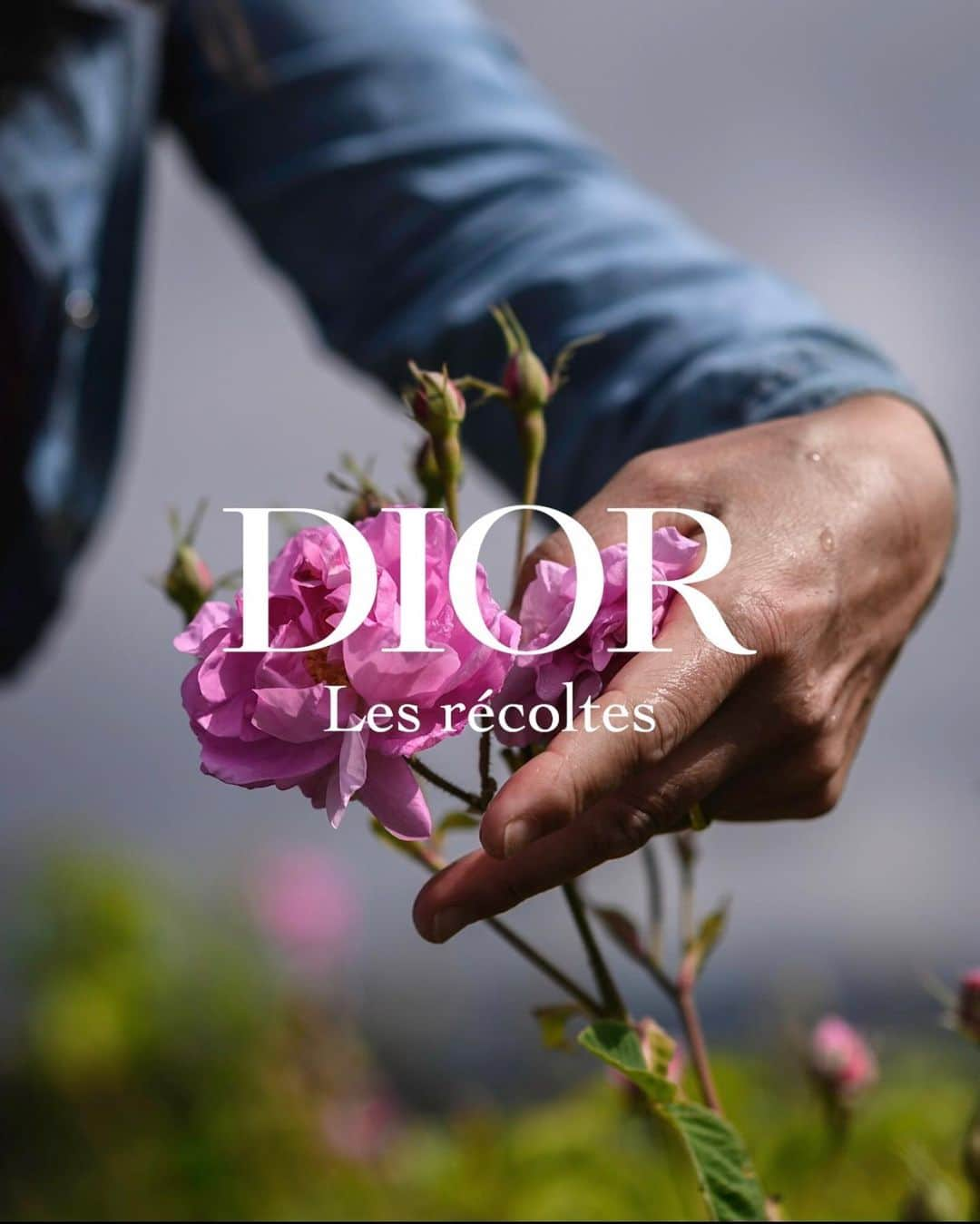 クリスチャンディオールさんのインスタグラム写真 - (クリスチャンディオールInstagram)「DIOR LES RECOLTES – Each year in May, in Dior Grasse fields, the pickers collect exceptional roses for @DiorParfums, with a precise and expert gesture, taking care not to crush their delicate petals. #diorlesrecoltes #missdiorforlove #diorgrasse」5月30日 16時23分 - dior