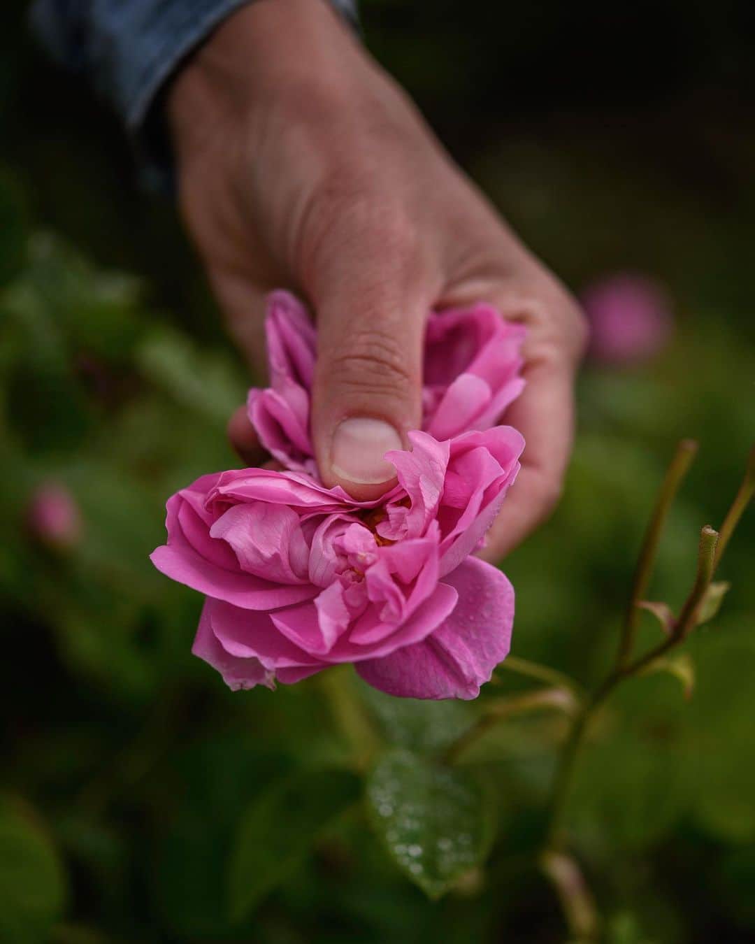 クリスチャンディオールさんのインスタグラム写真 - (クリスチャンディオールInstagram)「DIOR LES RECOLTES – Each year in May, in Dior Grasse fields, the pickers collect exceptional roses for @DiorParfums, with a precise and expert gesture, taking care not to crush their delicate petals. #diorlesrecoltes #missdiorforlove #diorgrasse」5月30日 16時23分 - dior