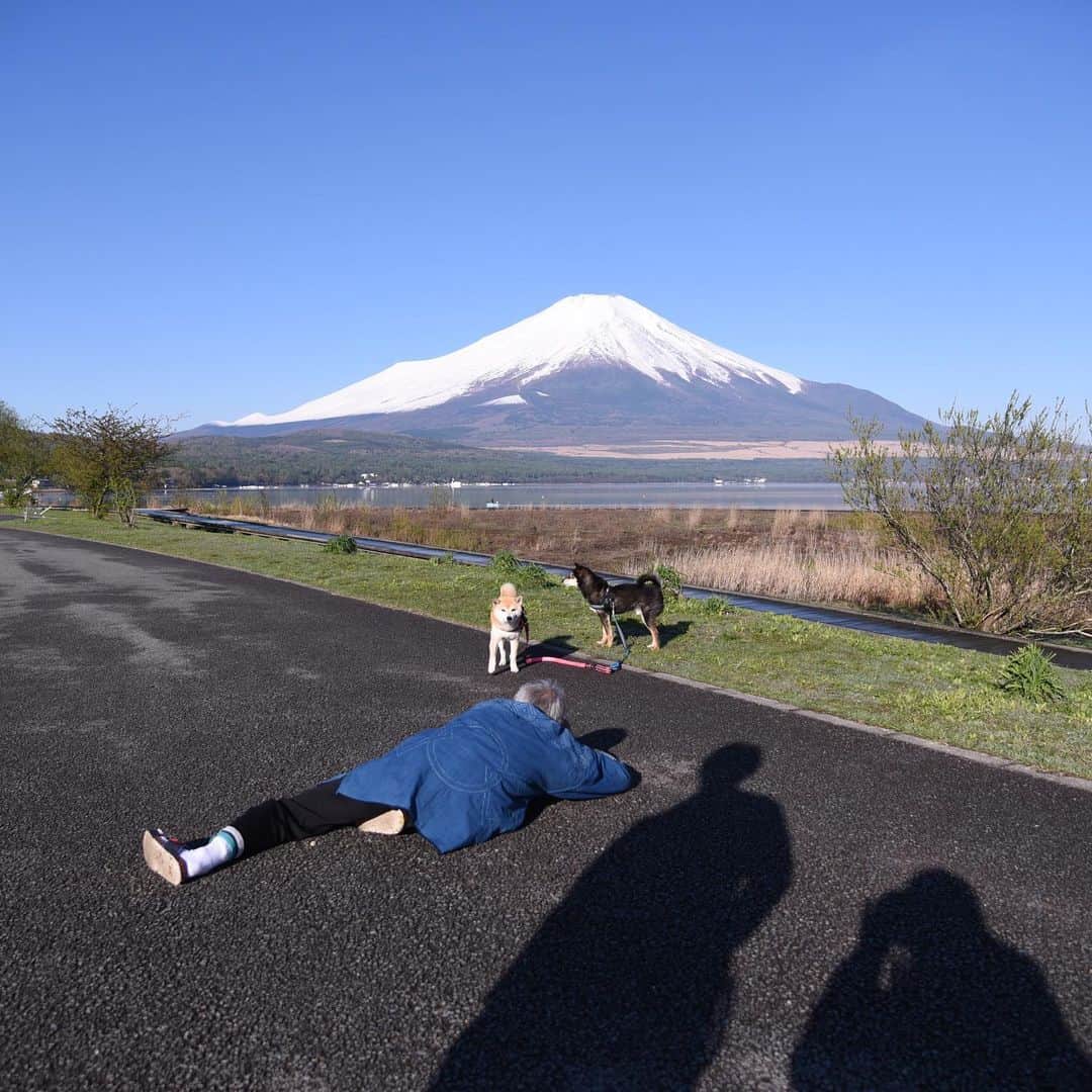 がんちゃんさんのインスタグラム写真 - (がんちゃんInstagram)「#てんタッキー富士山の旅  出会った面白いおじさん🤣  早朝6時の山中湖きららでの出来事。  1️⃣てんタッキーの撮影中 駐車場で車中泊していたおじさんが「ワンちゃんの写真撮らせて下さい」と言うので「どうぞー」と言うと  2️⃣まさかの寝転んでスマホで連写❗️「リードの赤と青がいい！飼い主さんの愛情がいい！」と絶賛しまくり連写。  3️⃣何事かと寄っていくてんちゃん🤣  4️⃣撮影する飼い主の事も連写🤣  怪しすぎますからー🤣 静岡出身東京在住で、富士山が好き過ぎて富士山近辺を車中泊で回っているらいし🗻 楽しい出会いでした😊」5月30日 16時33分 - kota2ann
