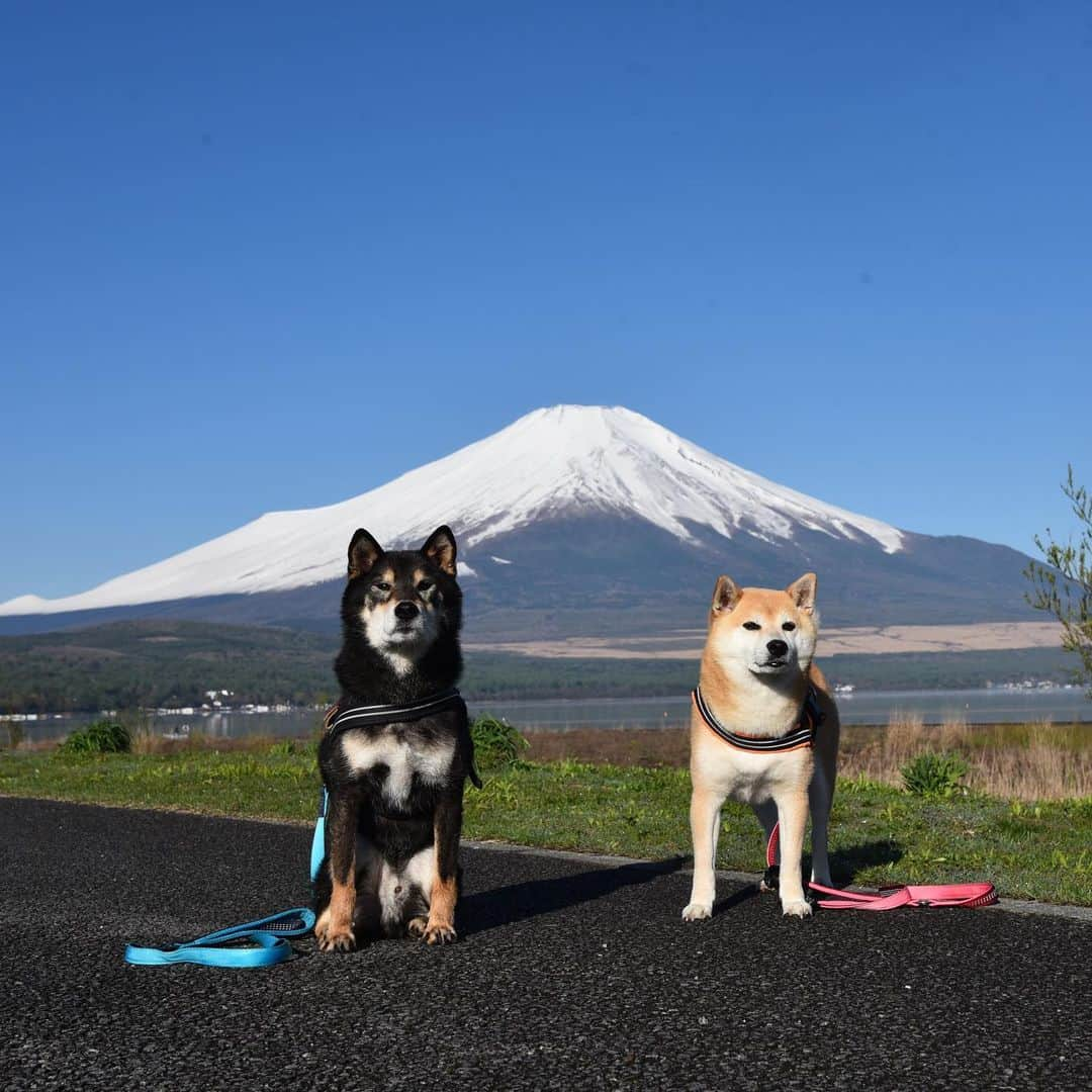 がんちゃんのインスタグラム