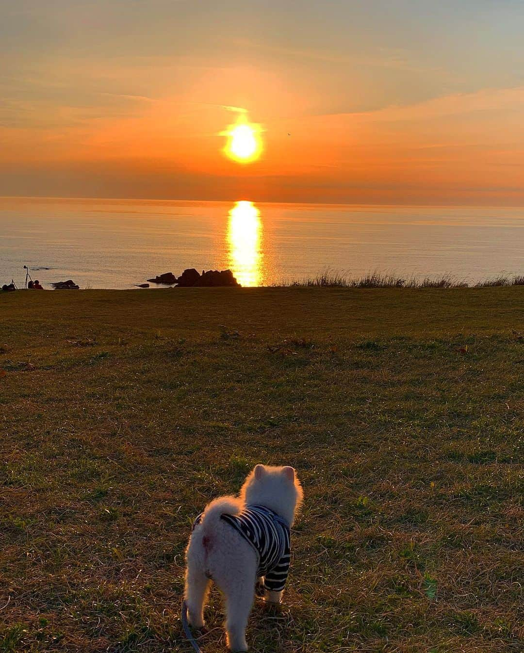 ニコちゃんさんのインスタグラム写真 - (ニコちゃんInstagram)「やっほい❣️男鹿はばいるなぁ〜🌅🐶✨ #ようこそ秋田へ #秋田県 #男鹿市 #男鹿はばいる #朝日と夕日撮っとけば間違いない #長井秀和さん出ちゃった #こちらは夕陽 #ばいる #ポメリズム #ポメラニアン #白ポメ #pomeranian」5月30日 16時34分 - nico_susukita