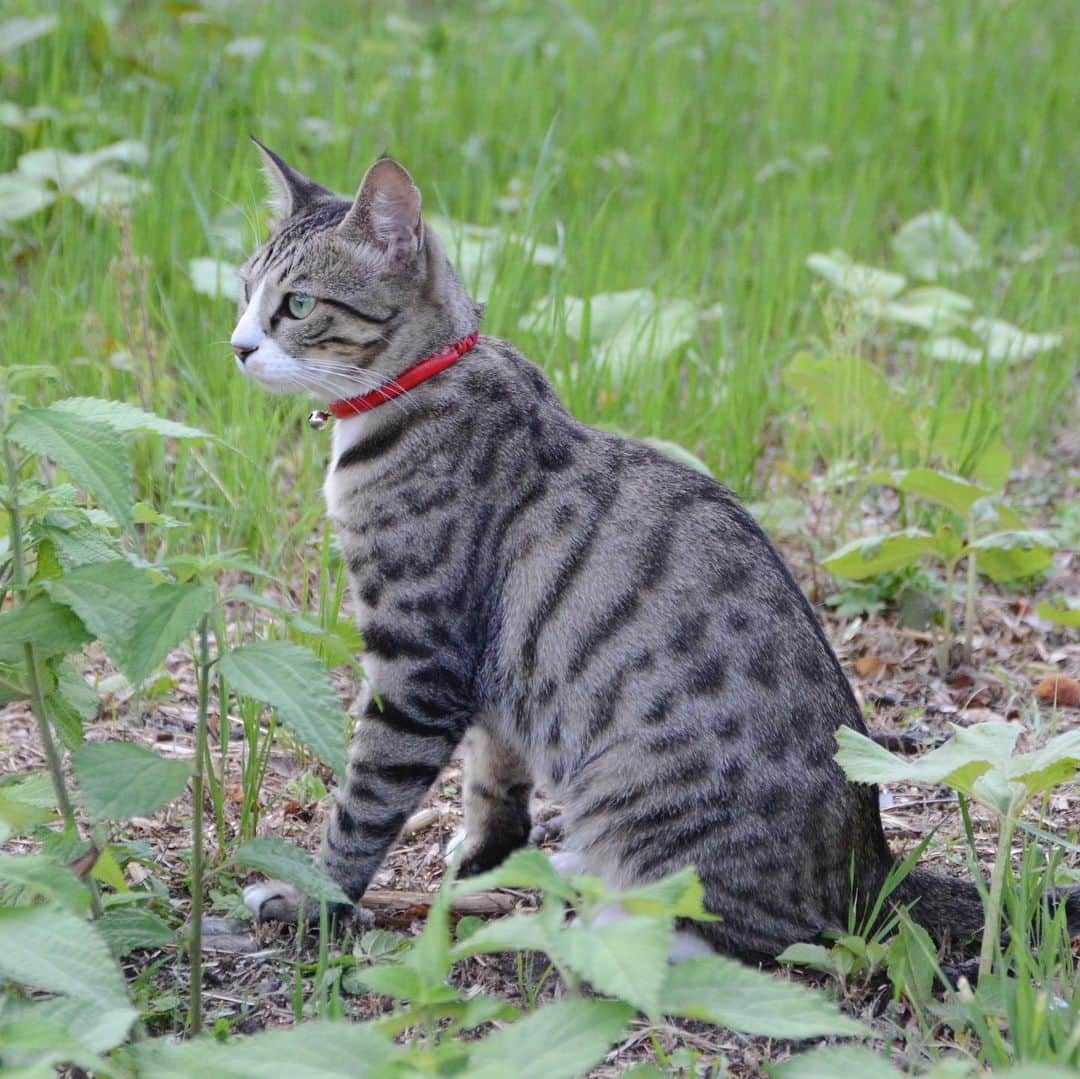 やふさんのインスタグラム写真 - (やふInstagram)「ものすごく顔が小さい . #cat #neko #catlovers #catsofinstagram #catstagram #instacat #猫 #ねこ #ネコ #保護猫 #新吉」5月30日 17時00分 - kyafy