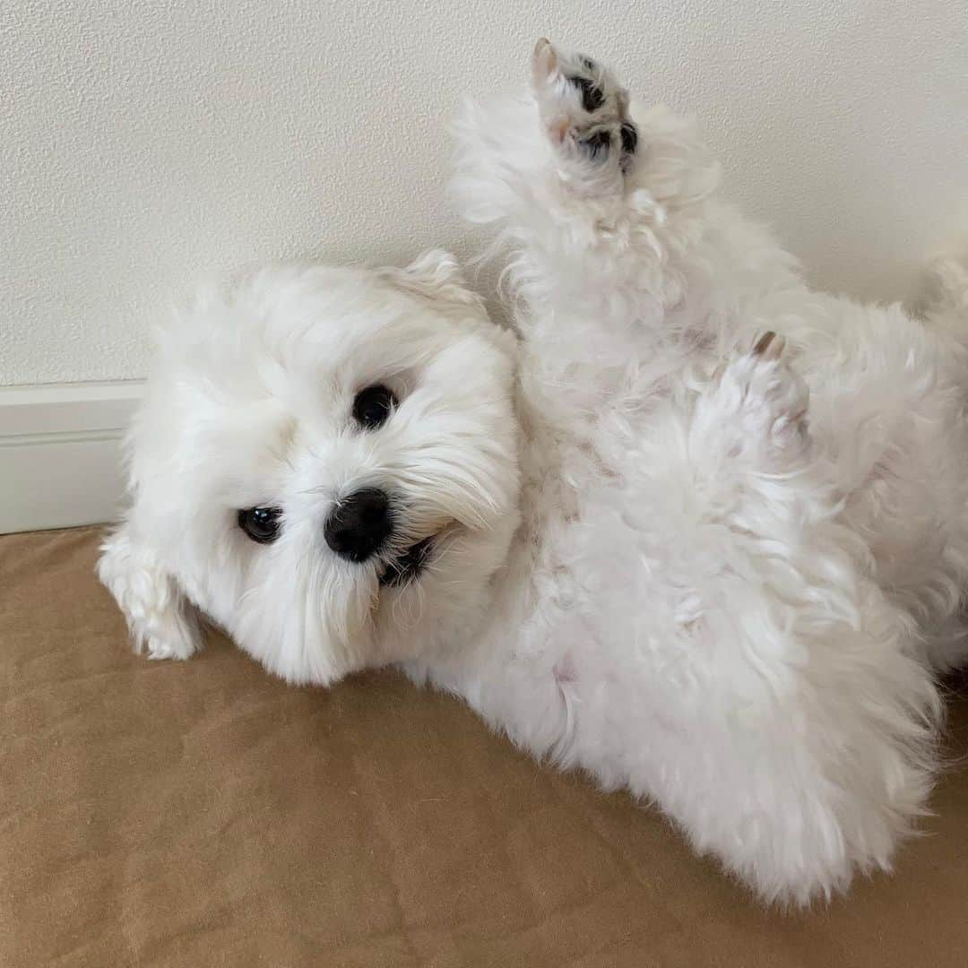 セロリさんのインスタグラム写真 - (セロリInstagram)「【シェ〜〜〜ッ】 強引でごめんなさい。 #maltese #マルチーズ #おそ松くん #イヤミ #malteseofinstagram #maltese101 #malteser #malteseofficial #maltesedog #dog #instadog #dogstagram #dogoftheday #doglovers #instapet #adorable #ilovemydog  #ペット #わんこ #ふわもこ部 #犬のいる暮らし #いぬら部  #いぬすたぐらむ #ショコラくんお疲れ様でした #ゆっくり休んでね」5月30日 17時15分 - celeryrabbit