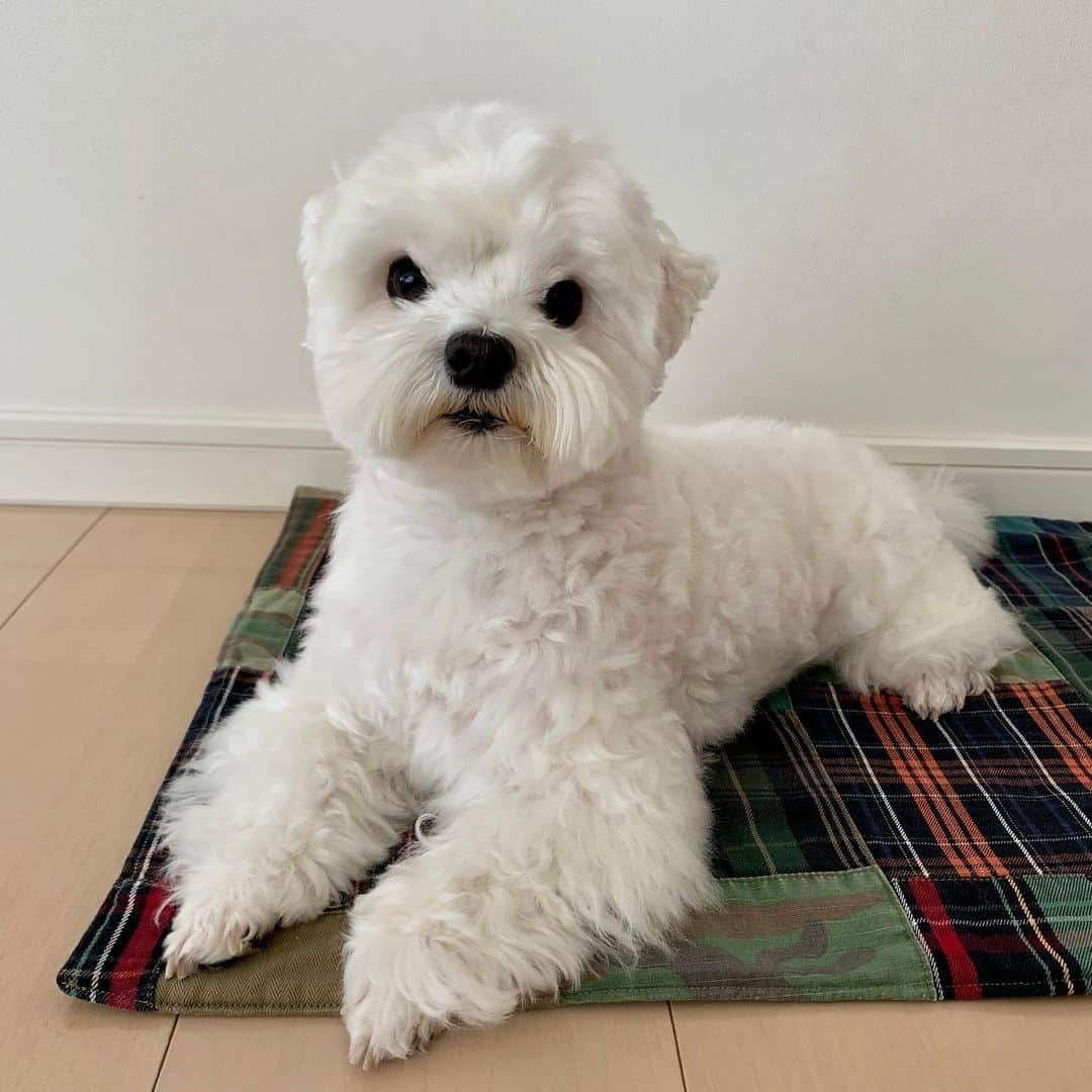 セロリさんのインスタグラム写真 - (セロリInstagram)「【シェ〜〜〜ッ】 強引でごめんなさい。 #maltese #マルチーズ #おそ松くん #イヤミ #malteseofinstagram #maltese101 #malteser #malteseofficial #maltesedog #dog #instadog #dogstagram #dogoftheday #doglovers #instapet #adorable #ilovemydog  #ペット #わんこ #ふわもこ部 #犬のいる暮らし #いぬら部  #いぬすたぐらむ #ショコラくんお疲れ様でした #ゆっくり休んでね」5月30日 17時15分 - celeryrabbit