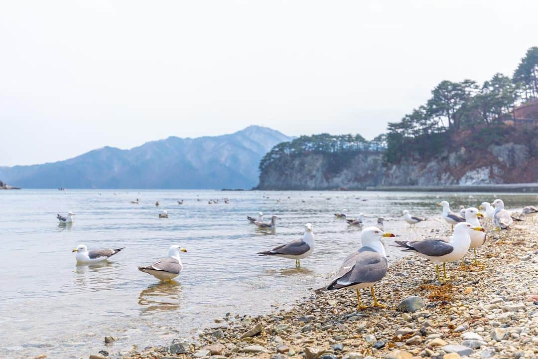 東北女子さんのインスタグラム写真 - (東北女子Instagram)「. #岩手住宿 來淨土之濱唯一選擇 . 淨土之濱公園飯店從大聽、餐廳到房間都能看到美麗的三陸海岸，走路10分鐘就能抵達淨土之濱👍 . 聽飯店人員說去年有台灣人在這裡求婚呢，而淨土之濱也可以辦婚禮喔～是個從求婚到婚禮都很適合的地方😎 . #浄土ヶ浜パークホテル 📍交通：免費接駁車（每天11:45及13:30從宮古站出發） 📍午餐自助吧：平日1480円、假日1980円 📍推薦房型：一定要訂海景側！ .  #東北女子hotel #日本東北 #岩手 #宮古 #日本飯店 #東北飯店 #日本海景 #三陸 #三陸海岸 #東北旅行 #行くぜ東北 #岩手旅行 #東北女子 #iwate #iiiwate #三陸復興国立公園」5月30日 17時28分 - tohoku_girl_official