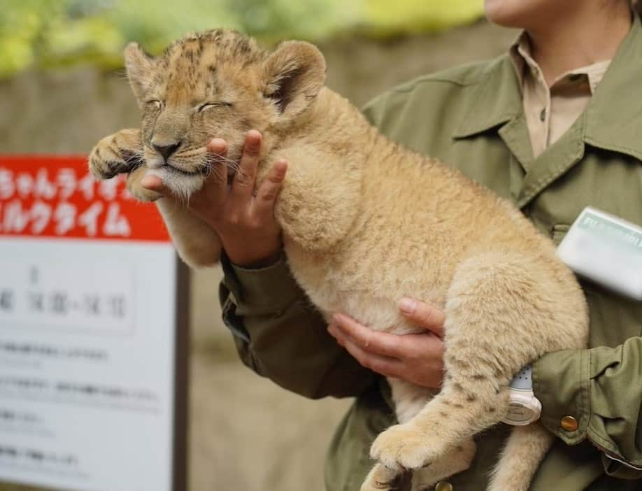 9GAGさんのインスタグラム写真 - (9GAGInstagram)「Little Simba in real life🦁  #babylion #lionking #simba #9gag」5月30日 17時32分 - 9gag