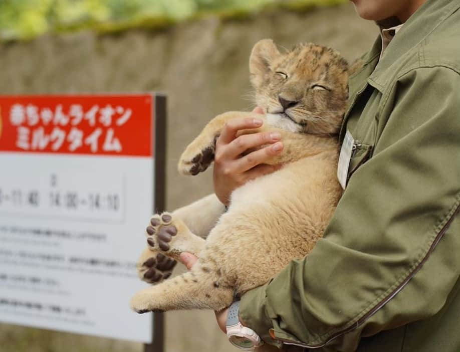 9GAGさんのインスタグラム写真 - (9GAGInstagram)「Little Simba in real life🦁  #babylion #lionking #simba #9gag」5月30日 17時32分 - 9gag