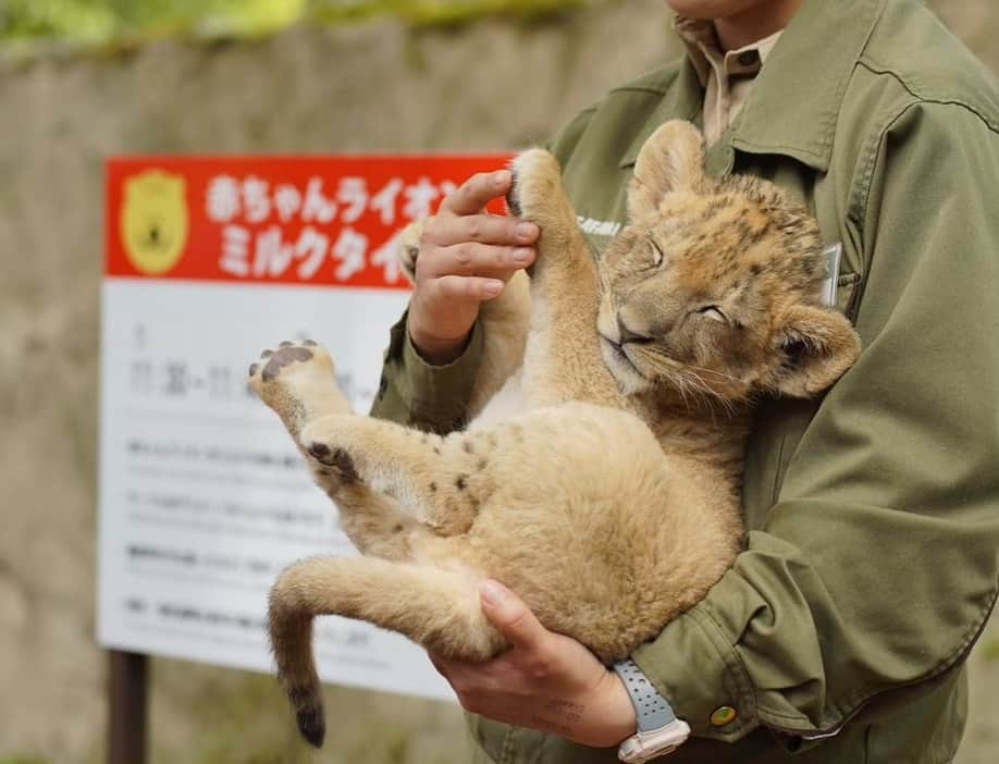 9GAGさんのインスタグラム写真 - (9GAGInstagram)「Little Simba in real life🦁  #babylion #lionking #simba #9gag」5月30日 17時32分 - 9gag