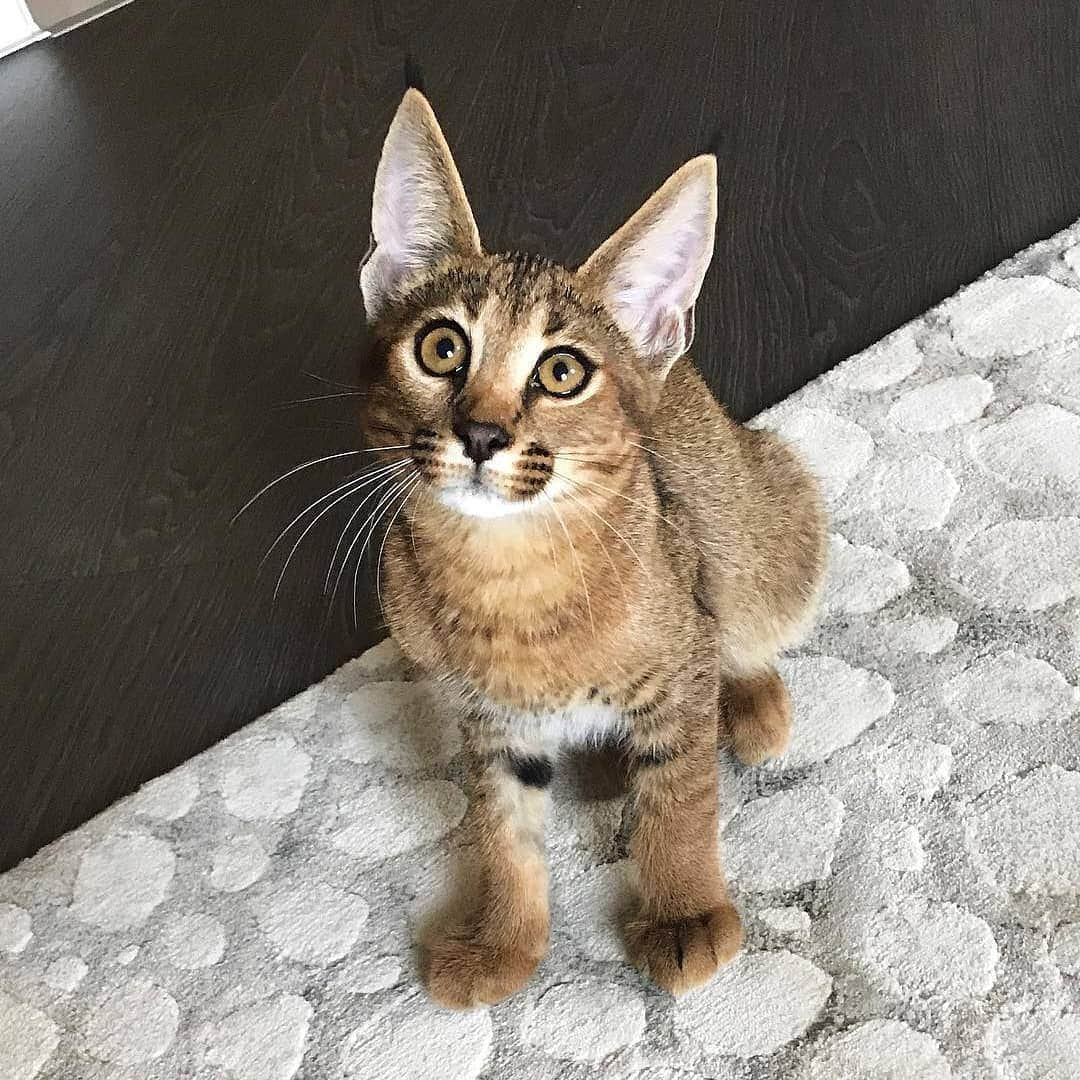 Aww Clubさんのインスタグラム写真 - (Aww ClubInstagram)「Precious then precious now 📷@missenell @cobythecat @merlinragdoll @smoothiethecat @ariel.caracat @curlysnow0915 @littlemunchiepooky @maple.cat @hosico_cat  Tag #meowedTBT to get a chance to be featured  #meowed #meowedTBT #TBT #kitten #Bengal #birman #britishshorthair #scottishstraight #ragdoll #mylove」5月30日 17時33分 - meowed