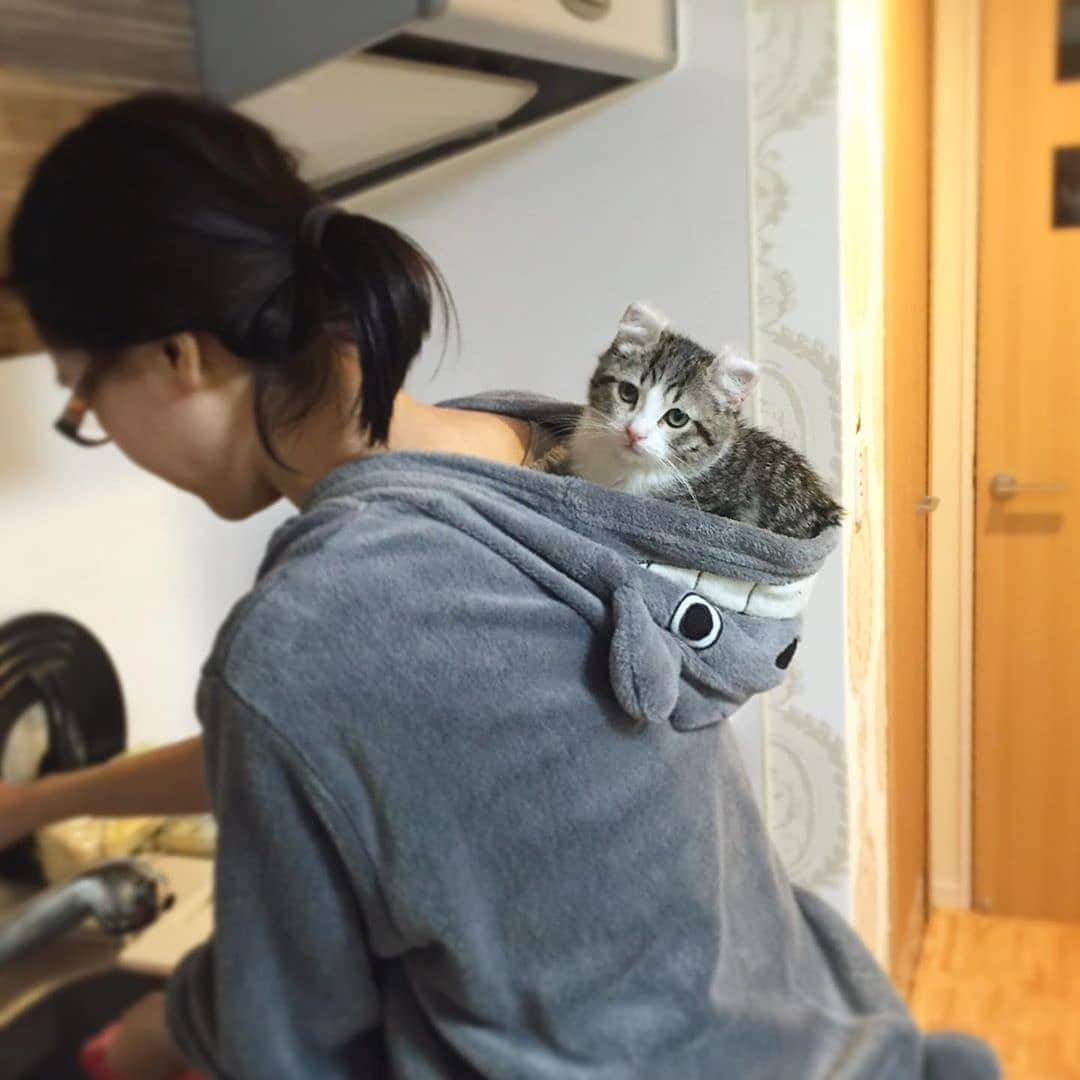 Aww Clubさんのインスタグラム写真 - (Aww ClubInstagram)「Precious then precious now 📷@missenell @cobythecat @merlinragdoll @smoothiethecat @ariel.caracat @curlysnow0915 @littlemunchiepooky @maple.cat @hosico_cat  Tag #meowedTBT to get a chance to be featured  #meowed #meowedTBT #TBT #kitten #Bengal #birman #britishshorthair #scottishstraight #ragdoll #mylove」5月30日 17時33分 - meowed