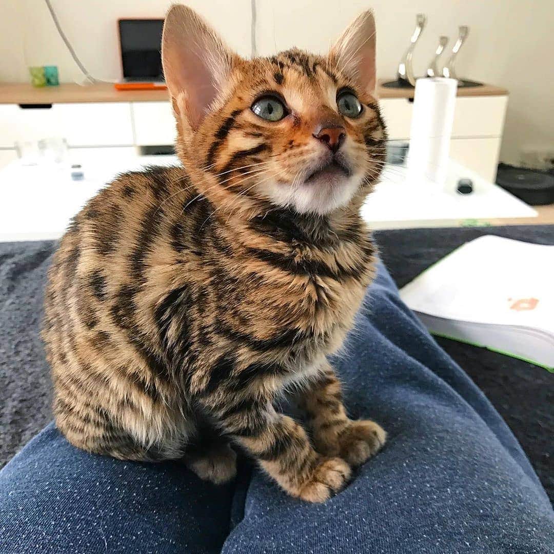 Aww Clubのインスタグラム