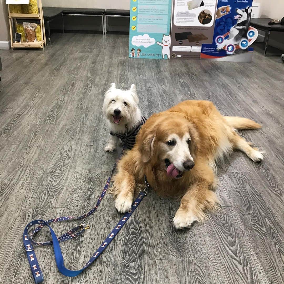 Hoykong&Plamuekのインスタグラム：「Health check up today. Also annual vaccine. HK blood test is excellent. He weight 43kg. PM blood test is not well. He has to take 1 week antibiotics 😓 Hope next week he will be better. 👍🏼 #hkpm  วันนี้หอยโข่งปลาหมึกไปตรวจสุขภาพประจำปี หอยโข่งผลเลือดดีมาก แต่ปลาหมึกเหมือนมีติดเชื้อบางอย่างเลยได้ยากลับมาทาน1อาทิตย์ เดี๋ยวอาทิตย์หน้ามาตรวจอีกรอบคร้าบ」