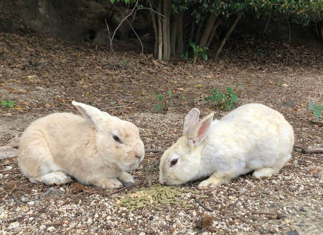 小武芽生さんのインスタグラム写真 - (小武芽生Instagram)「Rabbit Island🐇❣️ コンバインドジャパンカップ3日目の4種目は「しまなみ海道」を横断（そんなのない）  愛媛から広島まで約60kmを、うさぎの島と言われている大久野島経由で、ゆきちゃんと一緒にサイクリング🚴‍♂️🚴‍♀️ 突然のわがままに付き合って、下調べしてくれてありがとしげき！笑  楽しかったからまたどこか走ろう☺️ #しげき#お尻大丈夫だった？#しまなみ海道サイクリング #大久野島 #うさぎ島」5月30日 17時41分 - mei_kotake