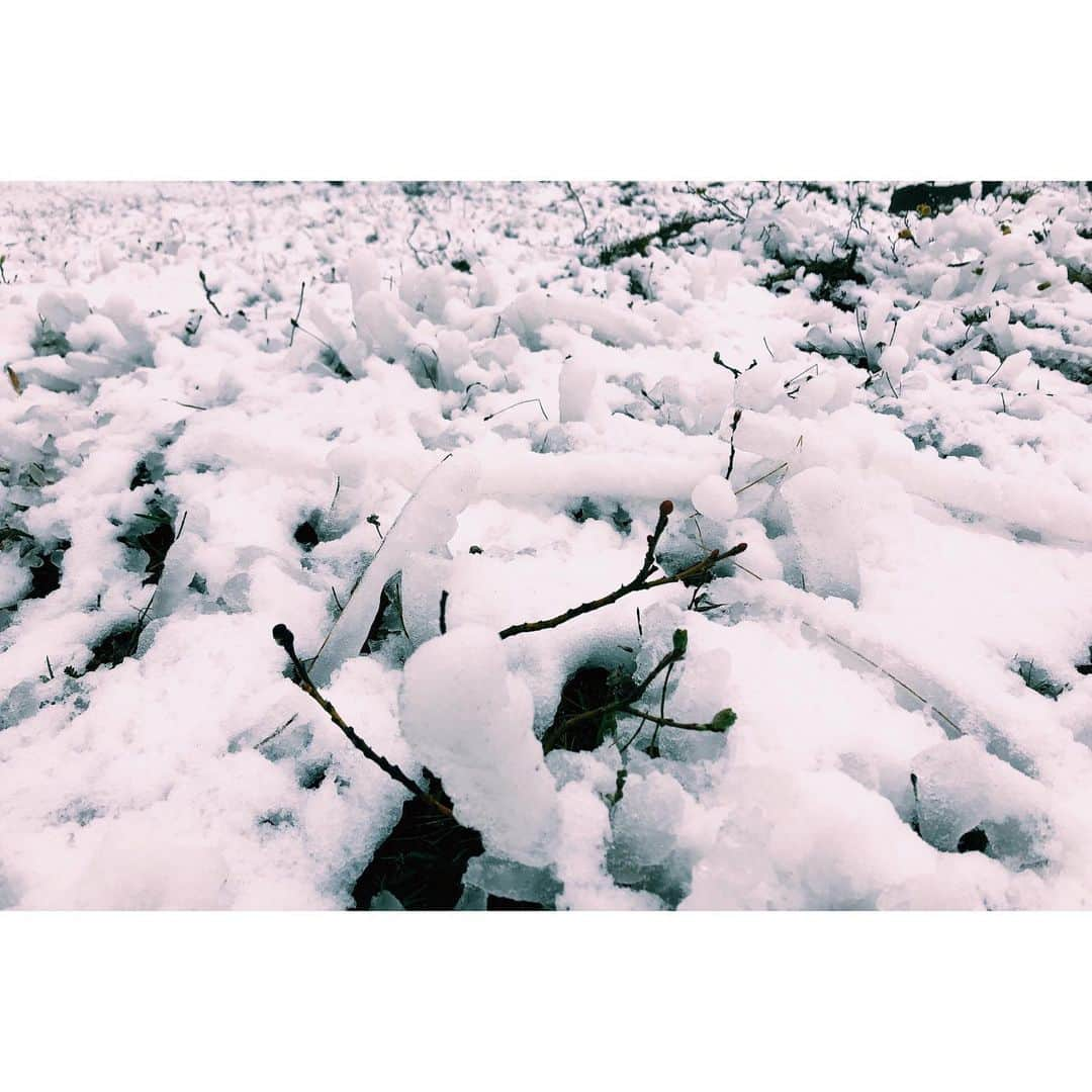 雪浦聖子さんのインスタグラム写真 - (雪浦聖子Instagram)「アイスランド4日目。アイスランドの北側から南東側までぐーっと移動。 絶景に次ぐ絶景。絶景がインフレおこして、だんだんびっくりしなくなってくる。 神々の滝という名前のゴーザフォス。ヨーロッパ最大のデティフォス。写真載せてないけど（インフレ…）奇岩が並ぶディンムボルギル。 デティフォスは滝本体もすごいけど、駐車場から滝に向かう道もすごかった。夫に言わせると三途の川のイメージ、とのこと。岩と雪がならぶ。わたし的には探検気分だったけど、コットンのワンピースという場違いな格好で雪と風に吹き付けられてある意味三途の川は正解。  車を走らせるとどんどん景色も天気変わる。寒いところ、比較的暖かいところ。 メインの国道でも舗装されてないところがあったり、路面も変わる。 フィヨルドの地帯を通る時に海岸線に沿うと遠回りだからとショートカットする道を通ったら生まれたてみたいなガタガタ道で、車のタイヤとれるかと思った。 最後標高がかなり高いところに来たらあたりが真っ白で、ここで車壊れたら死ぬな、えらいとこに来た、と思ってたらトナカイが現れて、この道で良かった！となった。初野生トナカイ。可愛い。なぜこんなところに住むんだ。ご飯ちゃんと食べてるのかしら。  そんなこんなで宿のバンガローについた時はほっとした。たぶん今回の旅で一番ハードな日だった。」5月30日 17時42分 - sneeuw_y