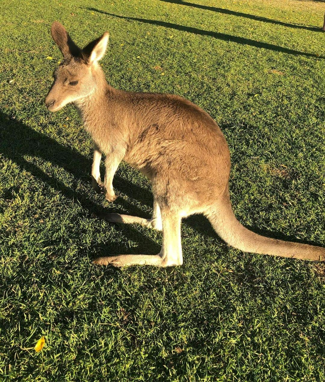 ニーナ・ネスビットさんのインスタグラム写真 - (ニーナ・ネスビットInstagram)「MY AUSTRALIAN DREAMS HAVE COME TRUE!!! 🐨 ✨ thank you so much @lonepinekoala x」5月30日 17時56分 - ninanesbitt