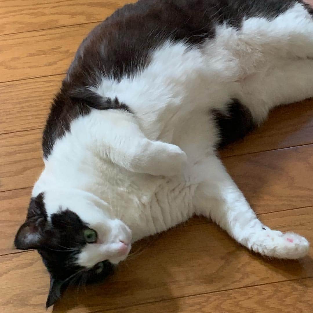 野間美由紀のインスタグラム：「ごろん😺」