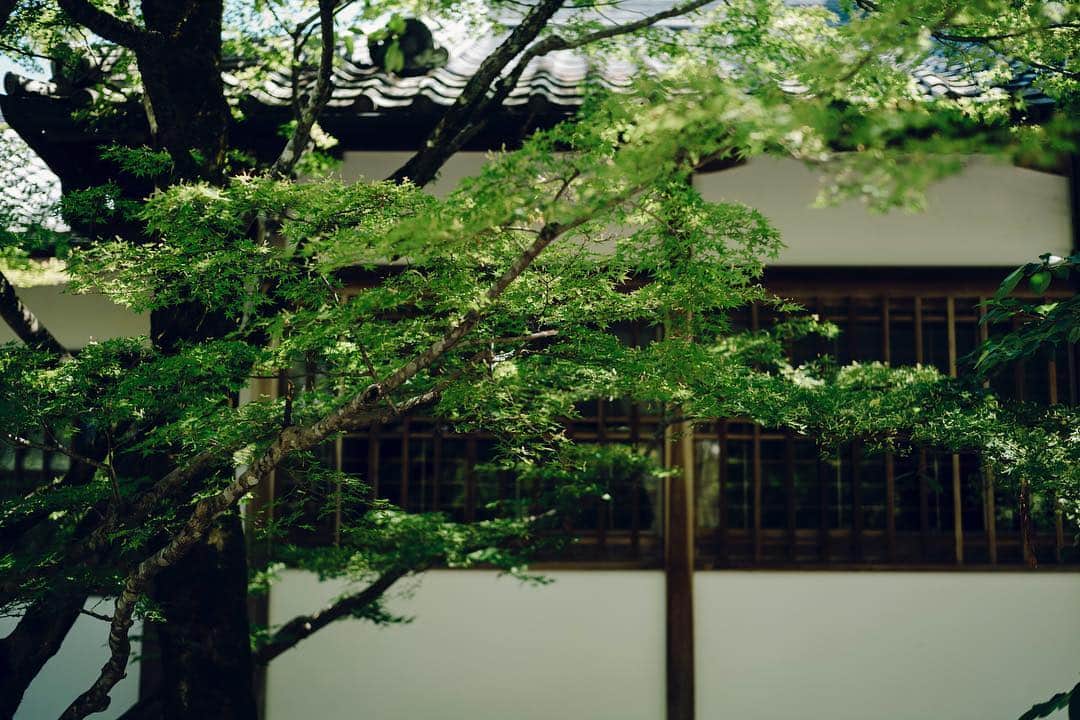 清水寺さんのインスタグラム写真 - (清水寺Instagram)「新樹 | Newly green trees」5月30日 18時01分 - feel_kiyomizudera