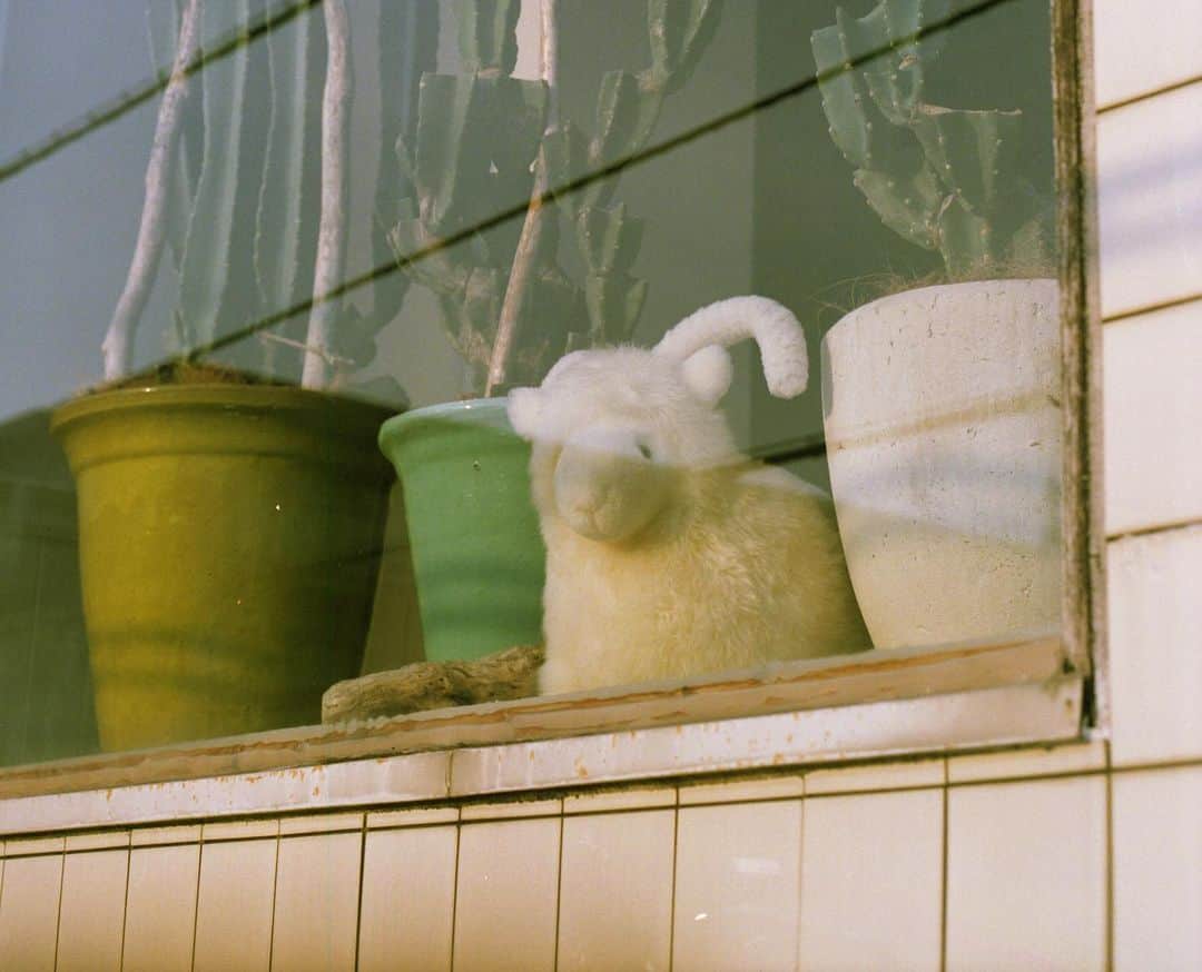 Hikaru Nakamuraさんのインスタグラム写真 - (Hikaru NakamuraInstagram)「羊🐏. . #フィルム#フィルムカメラ#ブローニー#湘南#フジフイルム#羊#film#filmcamera#shonan#instagramjapan #fujifilm #fujipro400h」5月30日 18時12分 - hikarunosuke