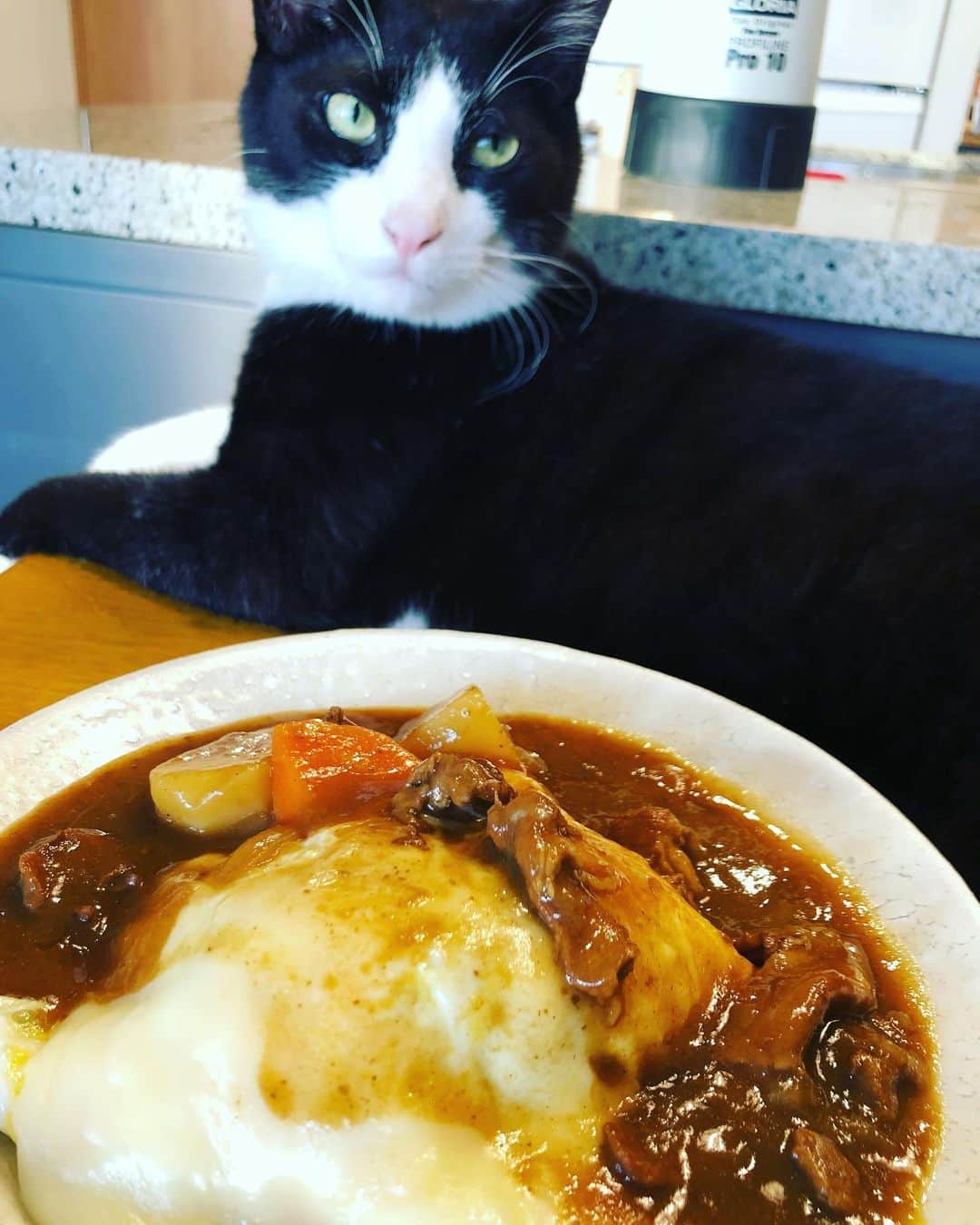 青木さやかさんのインスタグラム写真 - (青木さやかInstagram)「猫とチーズカレー #ねこ #カレー」5月30日 18時22分 - sayaka___aoki