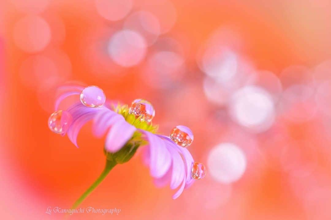 花の写真館のインスタグラム：「Photo by Lu Kawaguchi.⠀ https://www.facebook.com/lulukawaguchi⠀ .⠀ Original Post[投稿頂いたURL]⠀ https://www.facebook.com/photo.php?fbid=2312665799010177⠀ .⠀ 本アカウントは、 #私の花の写真 をつけてInstagramに投稿された皆さまの花の写真や、「花の写真館」Facebookページで投稿された花の写真を紹介します。⠀ 「花の写真館」Facebookページは、「 @floral.photograph 」のプロフィールにあるURLからご覧ください。⠀ .⠀ #花の写真館 #floralphotograph #floralphoto #flower #flowers #富士フイルム #FUJIFILM⠀ Follow: @floral.photograph」