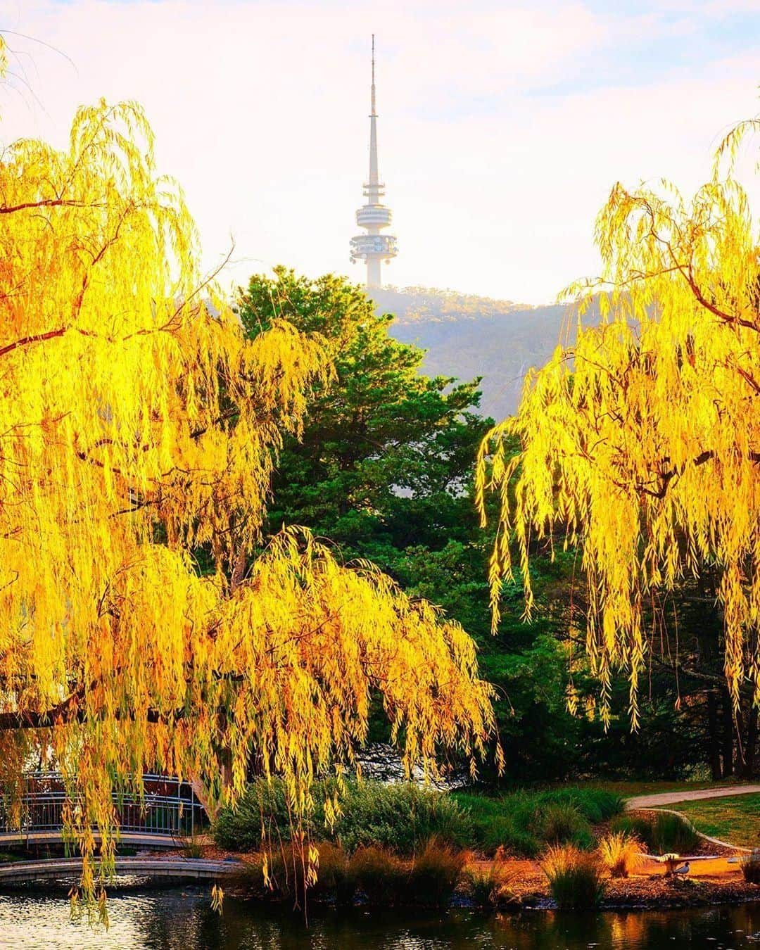 Australiaさんのインスタグラム写真 - (AustraliaInstagram)「@visitcanberra is awash with an #autumn glow right now 🍂💛 @carolelvin was drawn to this vibrant scene in #WestonPark, where the trees are still wearing their brightest hues and forming a nice frame for the #TelstraTower. #Canberra always puts on a fabulous show with its colourful vegetation at this time of year; if you visit now you might just be able to catch the last glimpse of these richly coloured leaves before they all fall off to make way for full winter vibes. TIP: The local kangaroos are known to hang out by the lake here, so keep an eye out and you might just see a few.  #seeaustralia #visitcanberra #canberra #travel #landscapephotography」5月30日 20時00分 - australia