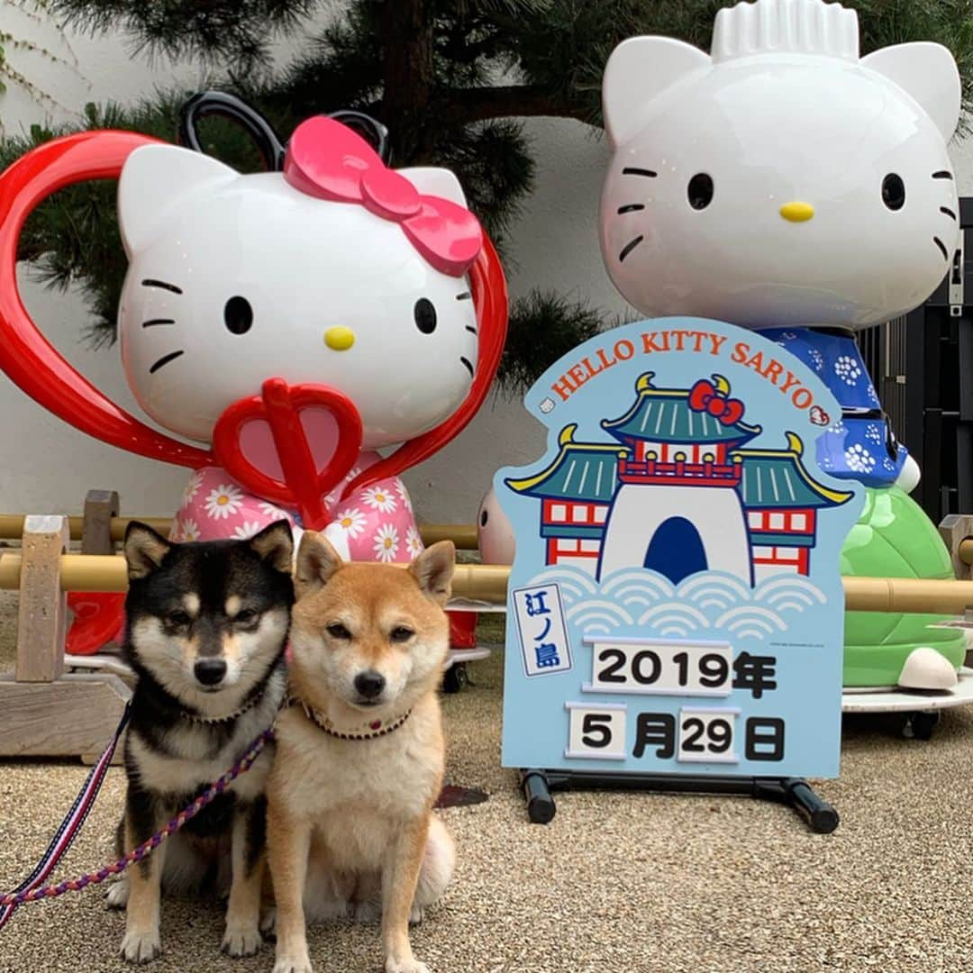 豆柴なつ&ふゆさんのインスタグラム写真 - (豆柴なつ&ふゆInstagram)「We went to Enoshima Island🏝😊💕 江ノ島に行って来ました🏝😊💕 #江ノ島 #キティちゃん  #ハローキティ  #hellokitty  #犬連れ旅行 #神奈川 #シバフル #柴犬#shiba #shibainu #shibastagram #shibamania #shibalove#豆柴#trip #instacute #CuteDogs #pecoいぬ部#doglove #犬 #dogstagram #dogoftheday #instashiba #旅行#🐕📷 #ふわもこ部 #柴犬マニア #cutepets #しばいぬ #proudshibas」5月30日 20時09分 - mameshiba.natsuinu56