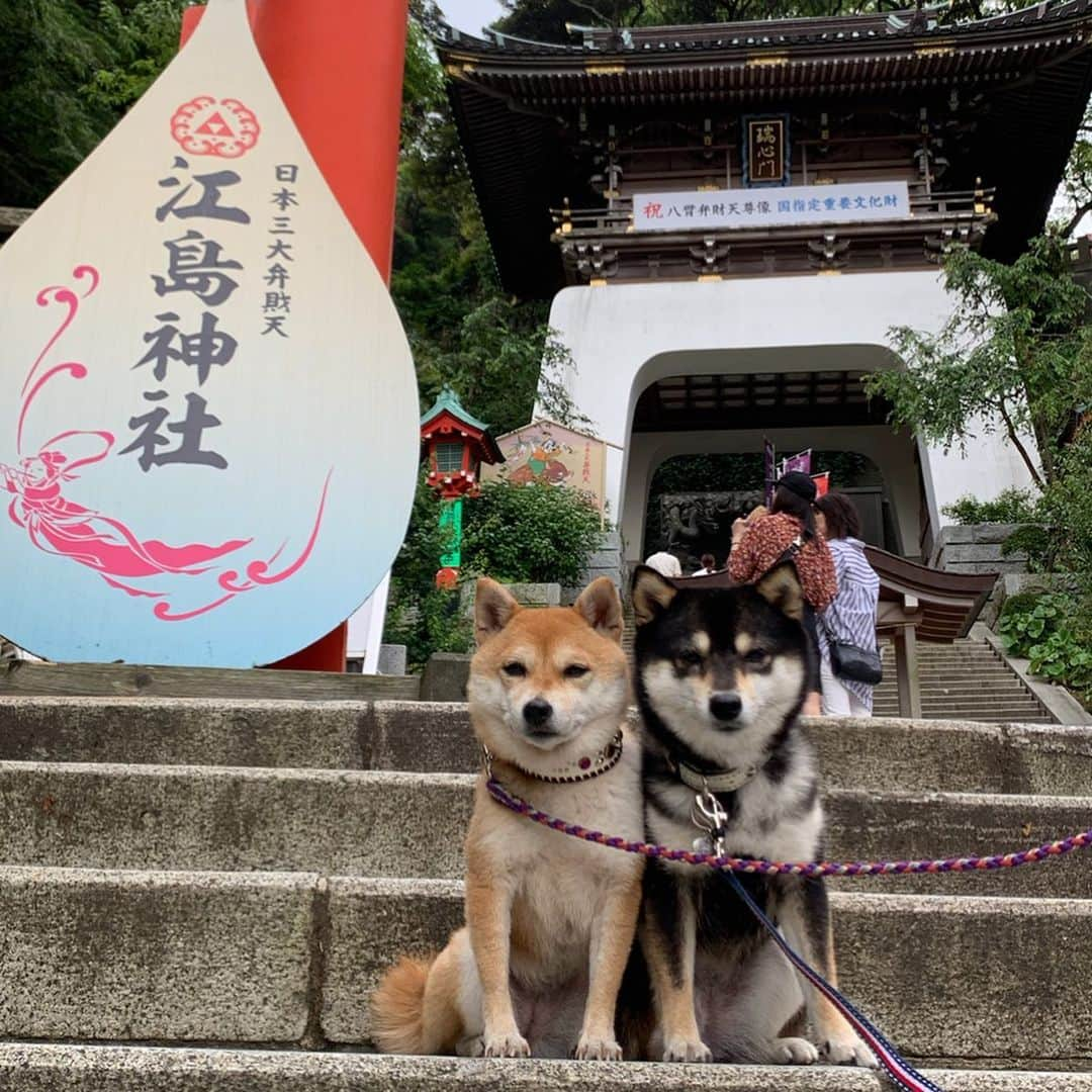 豆柴なつ&ふゆさんのインスタグラム写真 - (豆柴なつ&ふゆInstagram)「We went to Enoshima Island🏝😊💕 江ノ島に行って来ました🏝😊💕 #江ノ島 #キティちゃん  #ハローキティ  #hellokitty  #犬連れ旅行 #神奈川 #シバフル #柴犬#shiba #shibainu #shibastagram #shibamania #shibalove#豆柴#trip #instacute #CuteDogs #pecoいぬ部#doglove #犬 #dogstagram #dogoftheday #instashiba #旅行#🐕📷 #ふわもこ部 #柴犬マニア #cutepets #しばいぬ #proudshibas」5月30日 20時09分 - mameshiba.natsuinu56