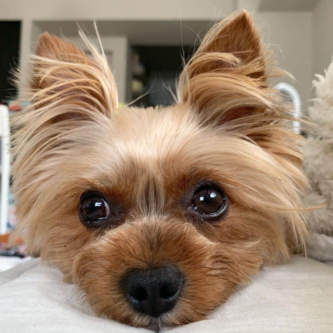 のインスタグラム：「ㅤㅤㅤㅤㅤㅤㅤㅤㅤㅤㅤㅤㅤㅤㅤ 🐶💬 waiting for my human to wake up staring at her face.  ママがソファーで寝ちゃったからじーっと見つめて起きるの待ってたの。 ㅤㅤㅤㅤㅤㅤㅤㅤㅤㅤㅤㅤㅤㅤㅤ ソファーでうたた寝しちゃったら、目を開けたらこの光景。アップすぎて吹き出した😆 #yorkie #ヨーキー #yorkshireterrier #ヨークシャテリア」