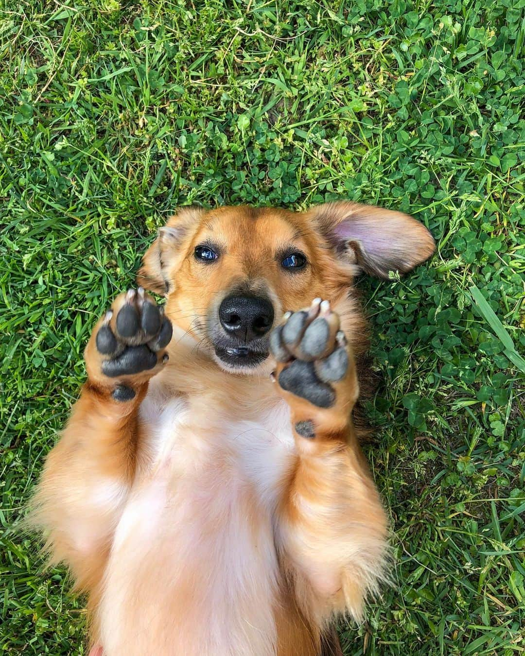 山賀琴子さんのインスタグラム写真 - (山賀琴子Instagram)「山賀家のわんこ達🐶 愛！！！ ❤️💛🧡🧚🏻‍♀️💕」5月30日 20時17分 - kotokoyamaga