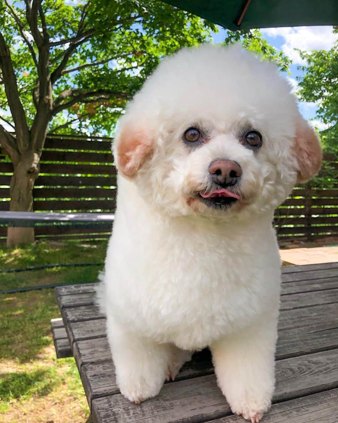 山賀琴子さんのインスタグラム写真 - (山賀琴子Instagram)「山賀家のわんこ達🐶 愛！！！ ❤️💛🧡🧚🏻‍♀️💕」5月30日 20時17分 - kotokoyamaga