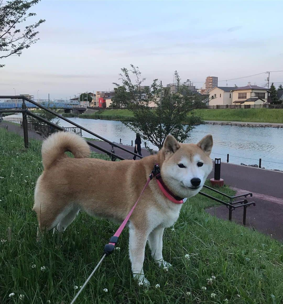 柴犬のモモさんのインスタグラム写真 - (柴犬のモモInstagram)「飼い主による夕んぽ。18時過ぎでも明るいですね。お友達にも会えました。可愛い #いぬ #イヌ #犬 #柴犬 #赤柴 #日本犬 #犬バカ部 #ふわもこ部 #いぬら部 #癒しわんこ #柴犬マニア #犬のいる暮らし #口角キュキュッと部 #shiba #shibainu #shibadog #dogstagram #dogsofinstagram #shibastagram #shibasofinstagram #shibamania #inu #instadog #toyota_dog」5月30日 20時21分 - shi_ba_i_nu_momo