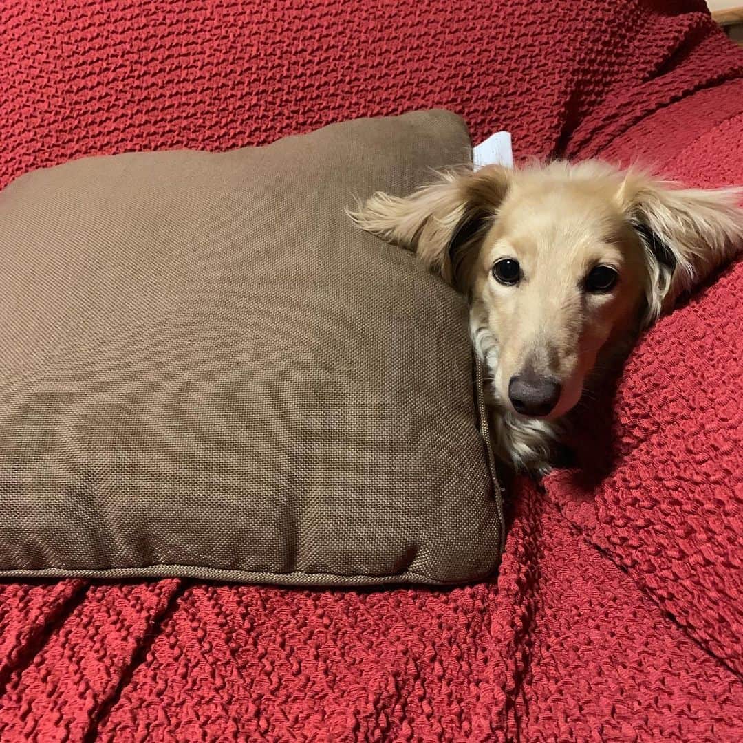 ハッチ＆ニコのインスタグラム：「🐶ちょっと寒い  #カメラ嫌い同好会 #pecoいぬ部 #犬の生活が第一 #癒しわんこ #dachshund #犬バカ部 #短足部 #ふわもこ部 #tokyocameraclub #東京カメラ部」
