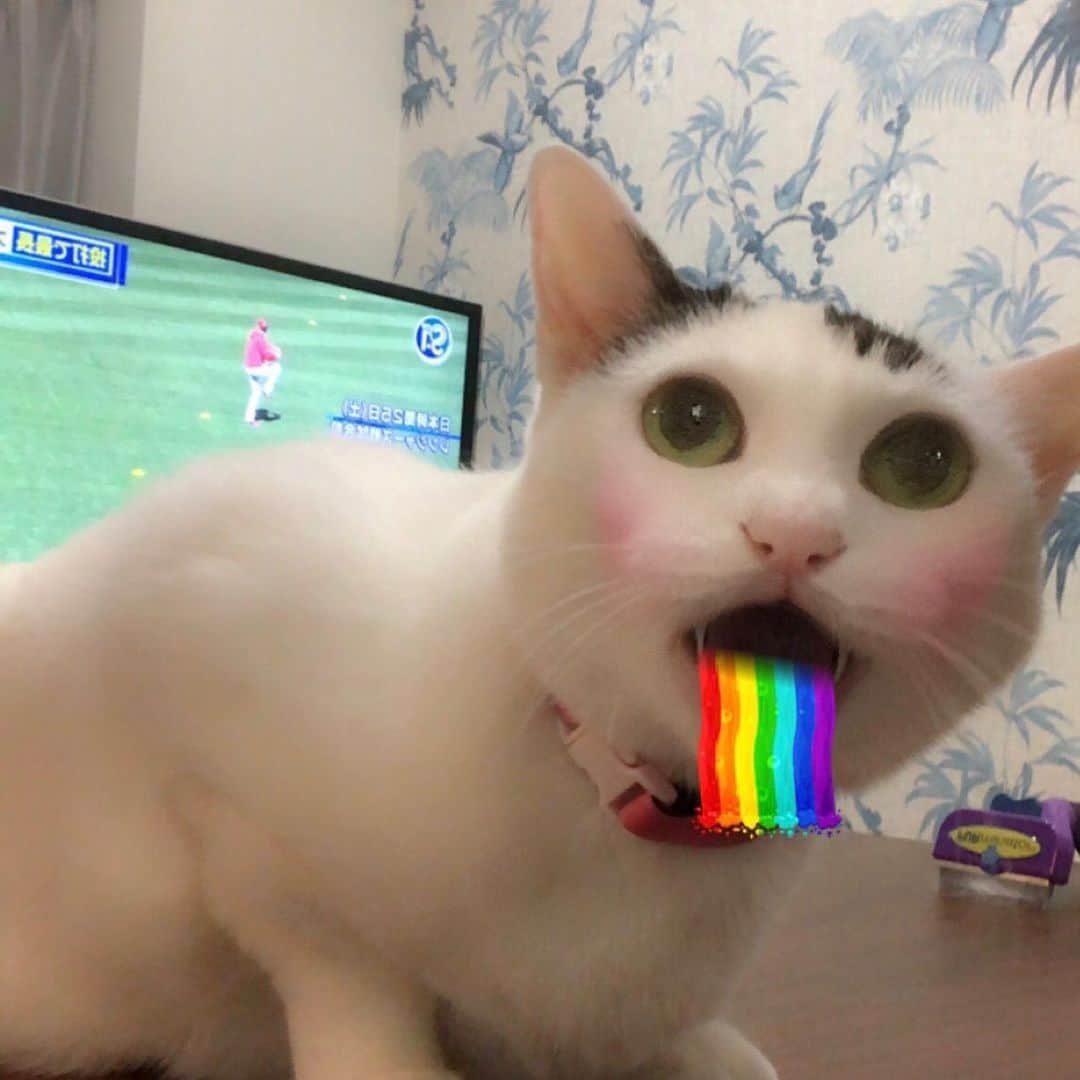 Siznaのインスタグラム：「#dura #cat #づら #猫 #sizna #雑種 #元地域猫 #ヅラ #ヅラ猫 #ヅラ猫部 #にゃんスタグラム #猫変態を増やそうの会 #よだれ #レインボー」