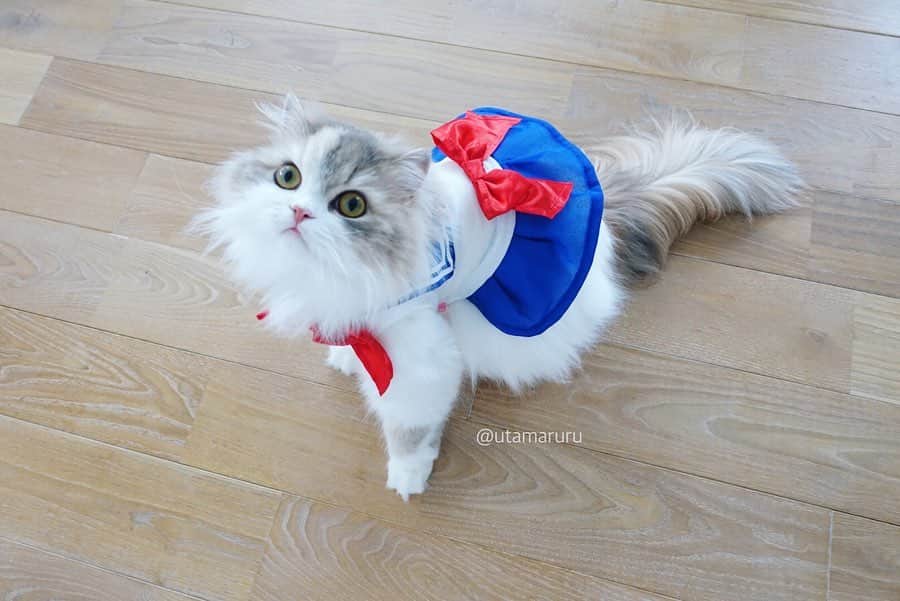 詩丸さんのインスタグラム写真 - (詩丸Instagram)「ふわふわ戦士🌟小町🌙💕 .  fluffy Sailor Moon🌟 Komachi🌙💕 . .  キャラペティのグッズを楽天roomに追加しました✧ 詳しいサイズ感などは昨日のブログにて…📝 .  #セーラームーン #キャラペティ #sailormoon #anime #cosplaycat」5月30日 21時07分 - utamaruru