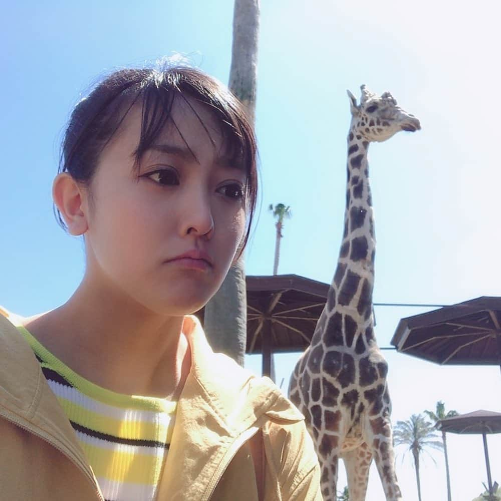 山本ひかるさんのインスタグラム写真 - (山本ひかるInstagram)「今週の科捜研の女は、アドベンチャーワールド🐼💕💕 いっぱい写真撮ったー❤️❤️ #アドベンチャーワールド#和歌山#和歌山アドベンチャーワールド #panda#パンダ#熊猫#🐼#キリン#ペンギン#🐧」5月30日 21時31分 - hikaru0228yamamoto