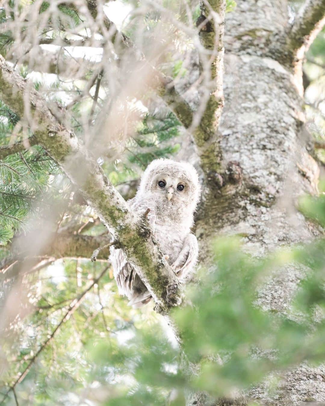 Hikaruのインスタグラム：「Owl baby🦉. . . . フクロウ赤ちゃん、はじめで見たょ。 ． . .  #instagram #instagramjapan #igersjp #東京カメラ部 #tokyocameraclub #natgeo #yourshotphotographer #sony #bealpha #sonyalpha #pashadelic #naturephotography #naturegeography #owl  #フクロウに会いたい #フクロウ  #lovers_nippon #photogrena_nature #photo_shorttrip#japan  #visitjapanjp #longexposure_japan #hokkaido#写真好きな人と繋がりたい」
