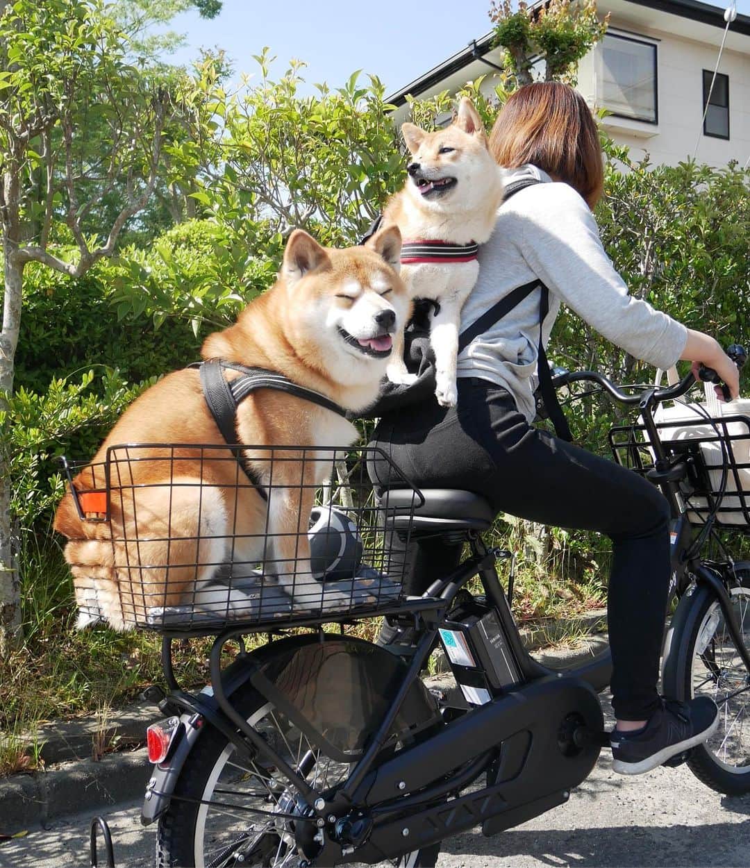 shibainu berryさんのインスタグラム写真 - (shibainu berryInstagram)「cycling🐻🦊🚲💨 電動自転車🚲 これならべりむくを乗せられる？と思ったけど考えが甘かった:(´◦ω◦｀): 重い。。。重すぎる。。。(´Д`|||) とりあえず近所の公園(徒歩2分)までが精いっぱい😨😰 むくみんは災害用に買ったリュックに入ってるよ〜出てきちゃってるけど༾( -᷄ω-᷅ )༿ ・ ③④🐻🦊の会話… 「車に限るね」 「広々寝れるし涼しいし」 って言ってるとか言ってないとか… #ラブラブ🐕ワンだふるショットに応募します #❤️迷子犬の掲示板応援団 @maigo_dog  #❤️迷子犬の掲示板四国応援 @maigo_dog_shikoku #めざせ迷子犬ゼロ👌 #柴犬 #べりやん #べりむく #多頭飼い #berry #shiba #shibainu  #shibainumania #shibastagram #ぷにっと部 #口角キュキュッと部  #チーム俺様 →部員絶賛募集中 #shiba_snap #proudshibas #west_dog_japan #サンデイ #instagramjapan #ふわもこ部 #pecoいぬ部 #pecotv #buzzfeedanimals #dogsofinstagram #dogsofinstaworld #dogs_of_instagram #9gag」5月30日 21時42分 - shibainu.berry