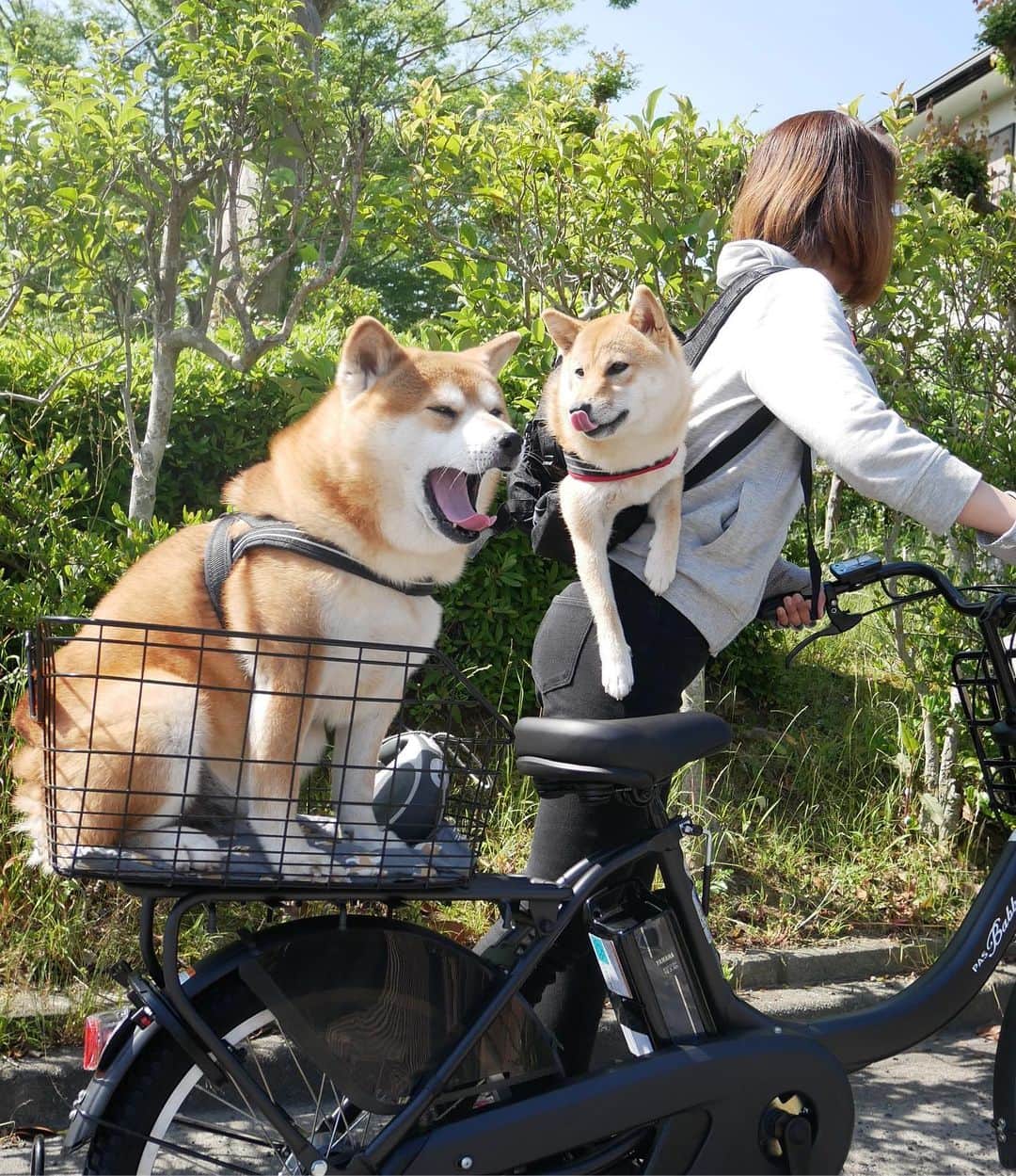 shibainu berryさんのインスタグラム写真 - (shibainu berryInstagram)「cycling🐻🦊🚲💨 電動自転車🚲 これならべりむくを乗せられる？と思ったけど考えが甘かった:(´◦ω◦｀): 重い。。。重すぎる。。。(´Д`|||) とりあえず近所の公園(徒歩2分)までが精いっぱい😨😰 むくみんは災害用に買ったリュックに入ってるよ〜出てきちゃってるけど༾( -᷄ω-᷅ )༿ ・ ③④🐻🦊の会話… 「車に限るね」 「広々寝れるし涼しいし」 って言ってるとか言ってないとか… #ラブラブ🐕ワンだふるショットに応募します #❤️迷子犬の掲示板応援団 @maigo_dog  #❤️迷子犬の掲示板四国応援 @maigo_dog_shikoku #めざせ迷子犬ゼロ👌 #柴犬 #べりやん #べりむく #多頭飼い #berry #shiba #shibainu  #shibainumania #shibastagram #ぷにっと部 #口角キュキュッと部  #チーム俺様 →部員絶賛募集中 #shiba_snap #proudshibas #west_dog_japan #サンデイ #instagramjapan #ふわもこ部 #pecoいぬ部 #pecotv #buzzfeedanimals #dogsofinstagram #dogsofinstaworld #dogs_of_instagram #9gag」5月30日 21時42分 - shibainu.berry