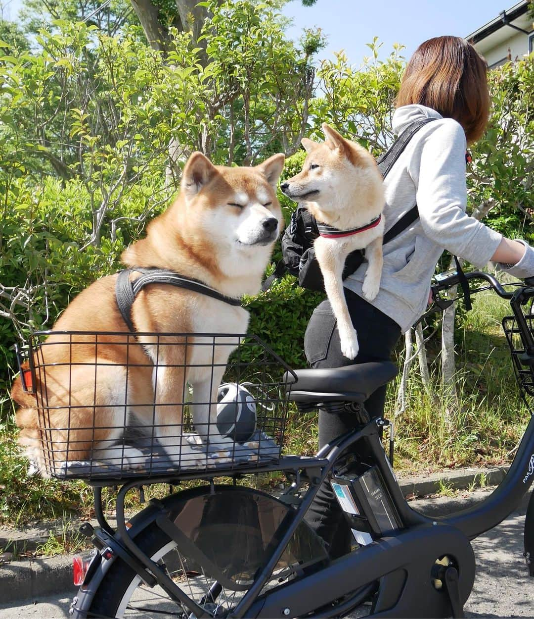 shibainu berryさんのインスタグラム写真 - (shibainu berryInstagram)「cycling🐻🦊🚲💨 電動自転車🚲 これならべりむくを乗せられる？と思ったけど考えが甘かった:(´◦ω◦｀): 重い。。。重すぎる。。。(´Д`|||) とりあえず近所の公園(徒歩2分)までが精いっぱい😨😰 むくみんは災害用に買ったリュックに入ってるよ〜出てきちゃってるけど༾( -᷄ω-᷅ )༿ ・ ③④🐻🦊の会話… 「車に限るね」 「広々寝れるし涼しいし」 って言ってるとか言ってないとか… #ラブラブ🐕ワンだふるショットに応募します #❤️迷子犬の掲示板応援団 @maigo_dog  #❤️迷子犬の掲示板四国応援 @maigo_dog_shikoku #めざせ迷子犬ゼロ👌 #柴犬 #べりやん #べりむく #多頭飼い #berry #shiba #shibainu  #shibainumania #shibastagram #ぷにっと部 #口角キュキュッと部  #チーム俺様 →部員絶賛募集中 #shiba_snap #proudshibas #west_dog_japan #サンデイ #instagramjapan #ふわもこ部 #pecoいぬ部 #pecotv #buzzfeedanimals #dogsofinstagram #dogsofinstaworld #dogs_of_instagram #9gag」5月30日 21時42分 - shibainu.berry