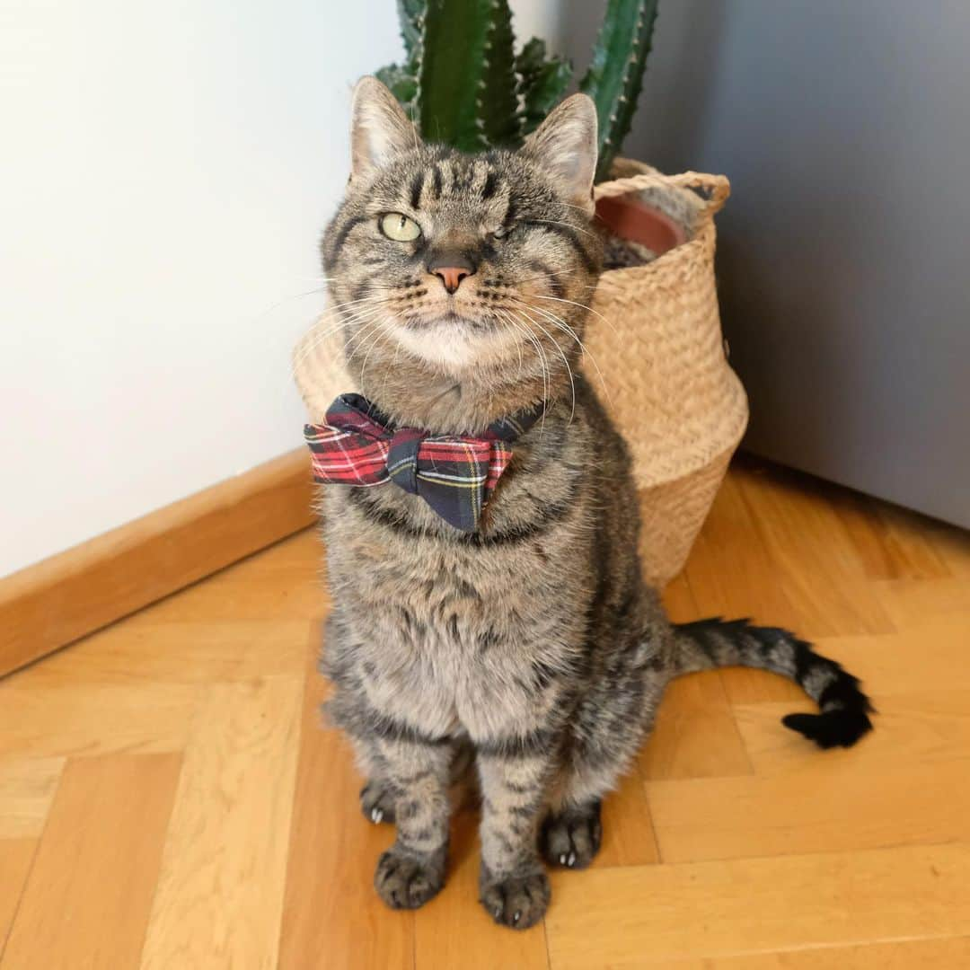 catinberlinさんのインスタグラム写真 - (catinberlinInstagram)「Our newest Frisky Business bow-tie. 😎 www.catinberlin.com」5月30日 22時03分 - catinberlin