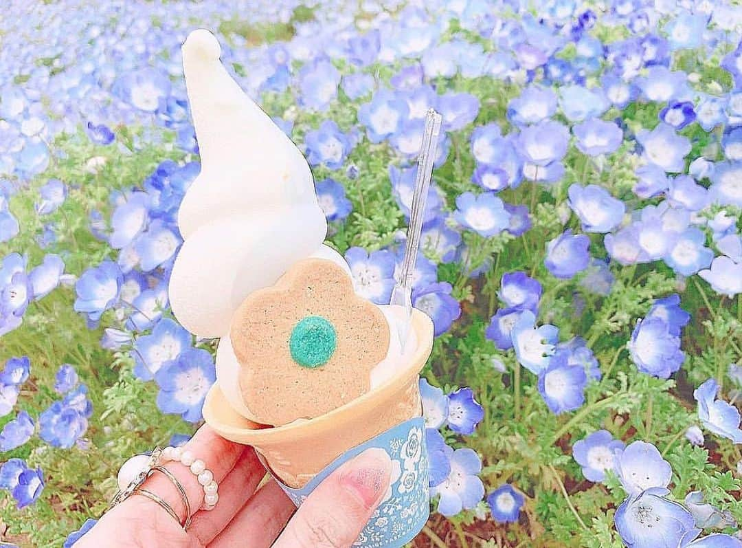 大盛真歩さんのインスタグラム写真 - (大盛真歩Instagram)「🍦 ❁︎ . #ネモフィラソフト も食べたよ💭 . 可愛い〜❁︎これは映えだよね🥰 . #国営ひたち海浜公園 #ソフトクリーム #ネモフィラ」5月30日 22時05分 - maho_usagi