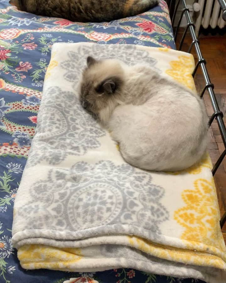 Tinaのインスタグラム：「Just a couple of lazy cats 😴」