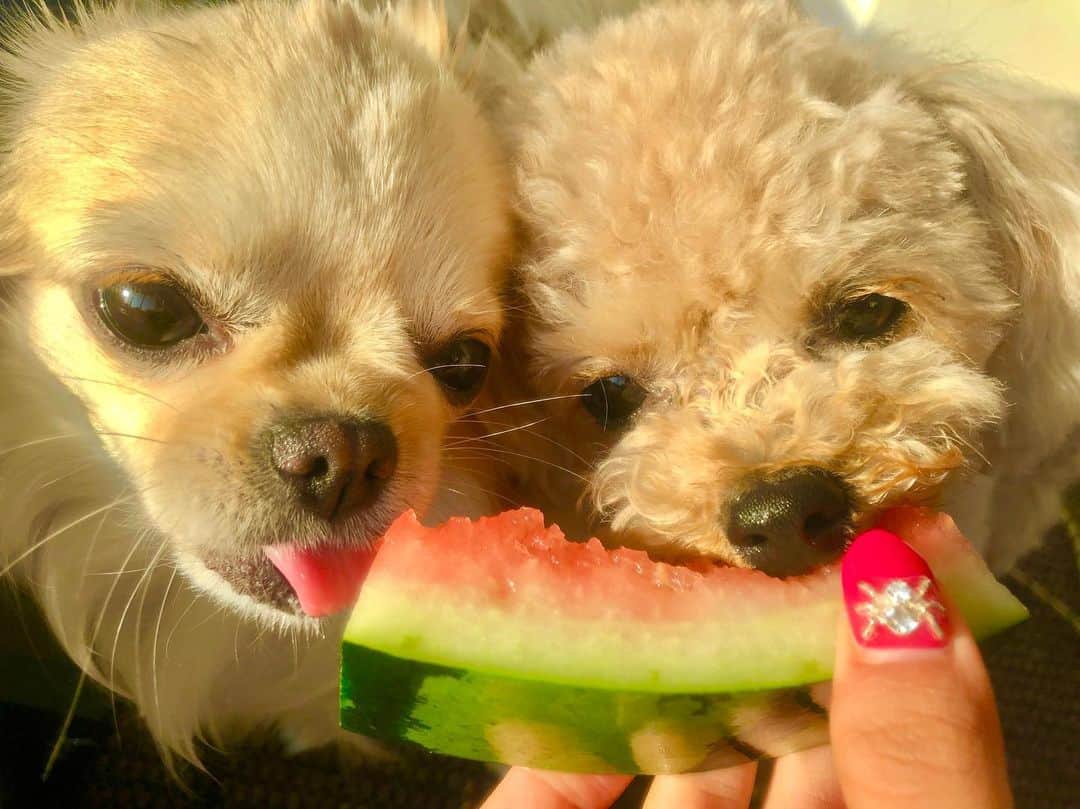 岡田栞奈のインスタグラム：「今日の夕方のほっこりした1枚📸 ・ ・ 夏だね☀️ スイカだね🍉 いっぱいお出かけしようね(•'-'•) #娘たち #チワワ #ティーカッププードル #わんこ #夏 #暑い #おやつはすいか #美味しいです」