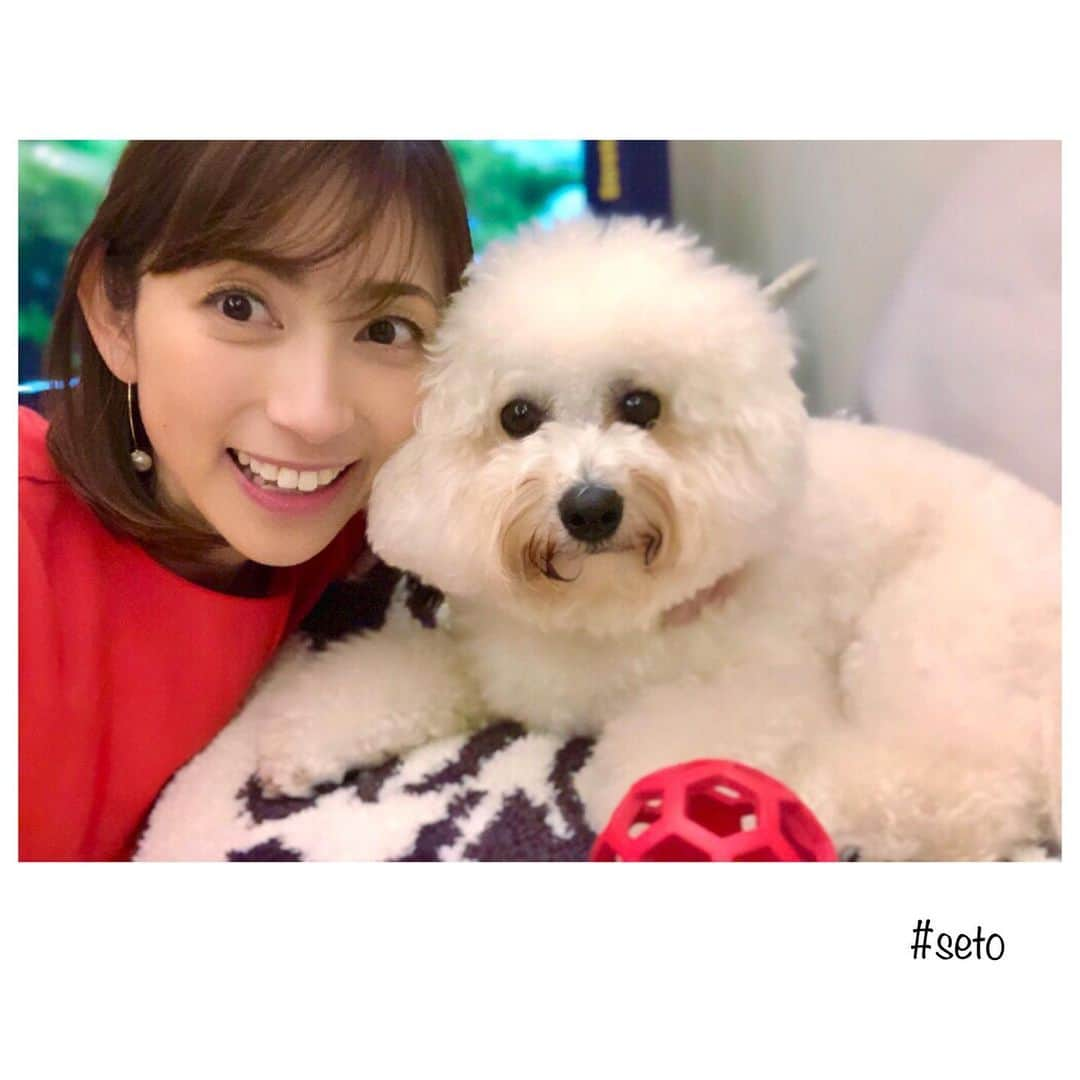 宮崎瑠依さんのインスタグラム写真 - (宮崎瑠依Instagram)「先日、「スッキリ!!」時代のお友達 尾上綾ちゃんのお家に遊びに行きました😙  綾ちゃんの愛犬セト&ウチと遊んできた🤗  いつ会ってもふわふわモコモコのセト&ウチ。 本当可愛いでしょw  この写真は、先日ストーリーにUPした1枚 セトとウチを引き寄せて撮ったスリーショットです😂💕w  #スリーショット #必死 #おやすみ」5月30日 22時20分 - ruimiyazaki