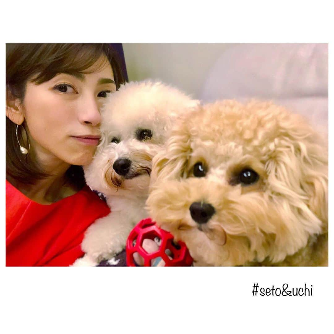 宮崎瑠依さんのインスタグラム写真 - (宮崎瑠依Instagram)「先日、「スッキリ!!」時代のお友達 尾上綾ちゃんのお家に遊びに行きました😙  綾ちゃんの愛犬セト&ウチと遊んできた🤗  いつ会ってもふわふわモコモコのセト&ウチ。 本当可愛いでしょw  この写真は、先日ストーリーにUPした1枚 セトとウチを引き寄せて撮ったスリーショットです😂💕w  #スリーショット #必死 #おやすみ」5月30日 22時20分 - ruimiyazaki